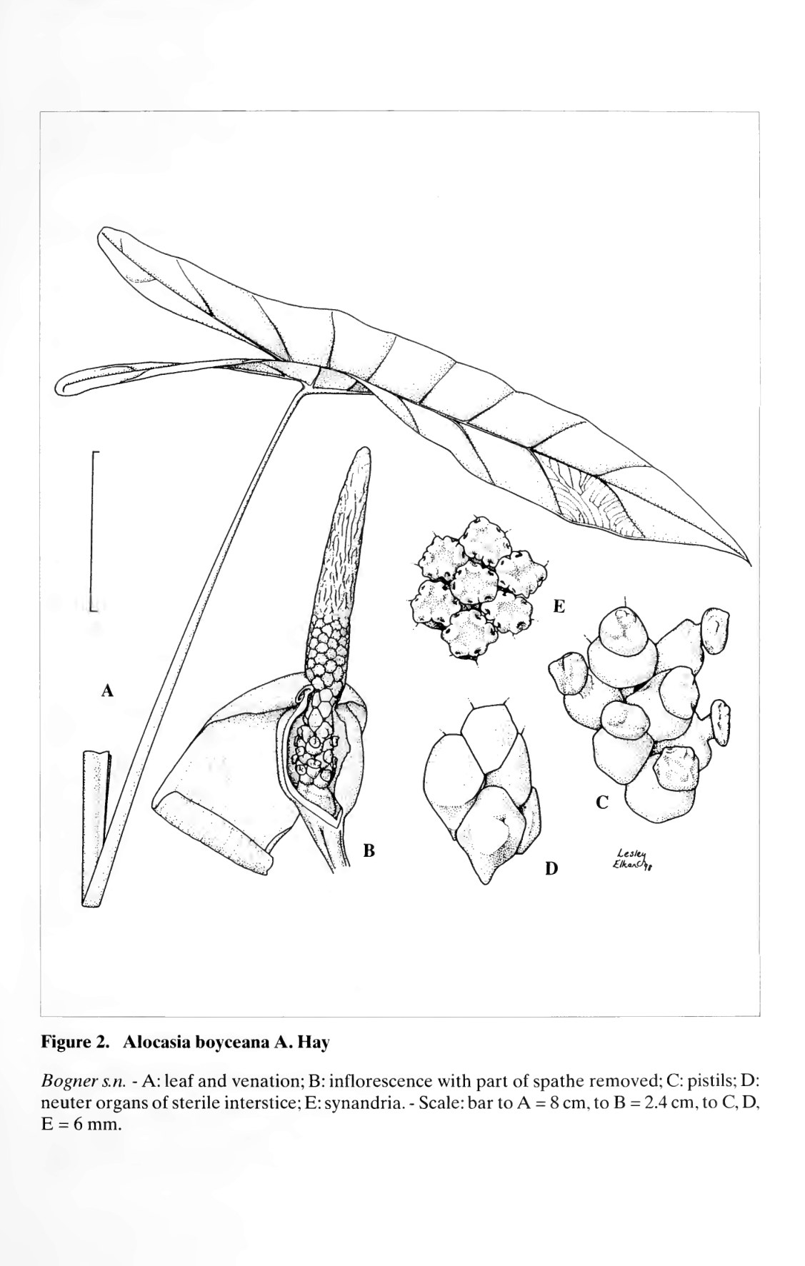 Hay's plate of Alocasia boyceana