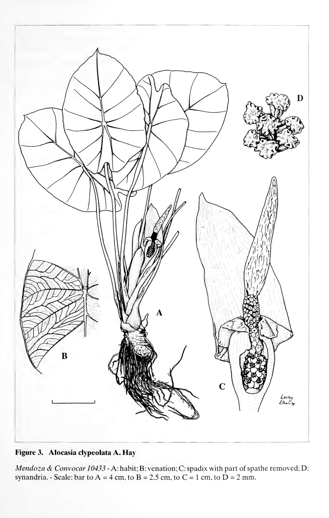 Hay's plate of Alocasia clypeolata, a broad peltate blade