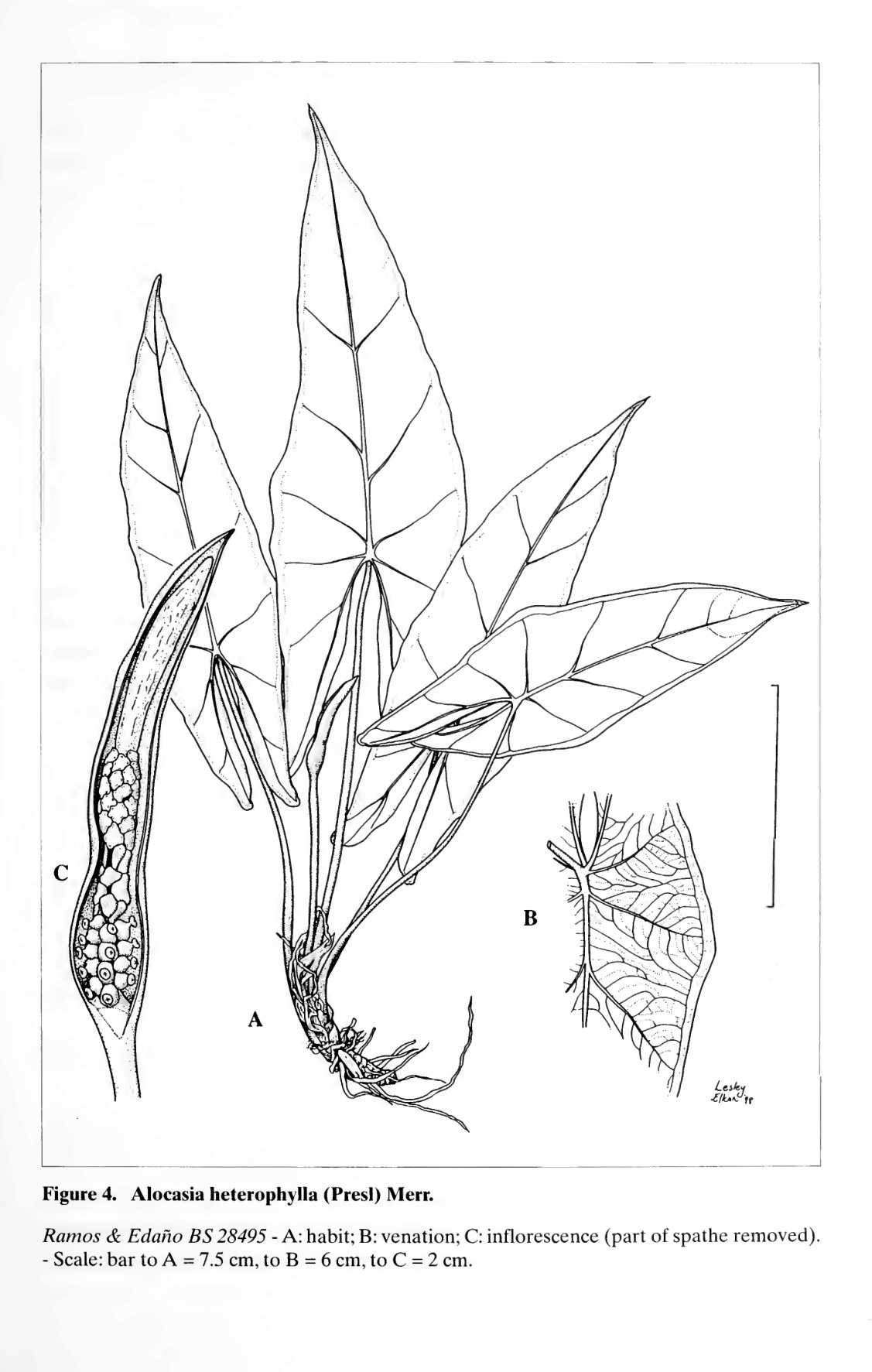 Hay's plate of Alocasia heterophylla