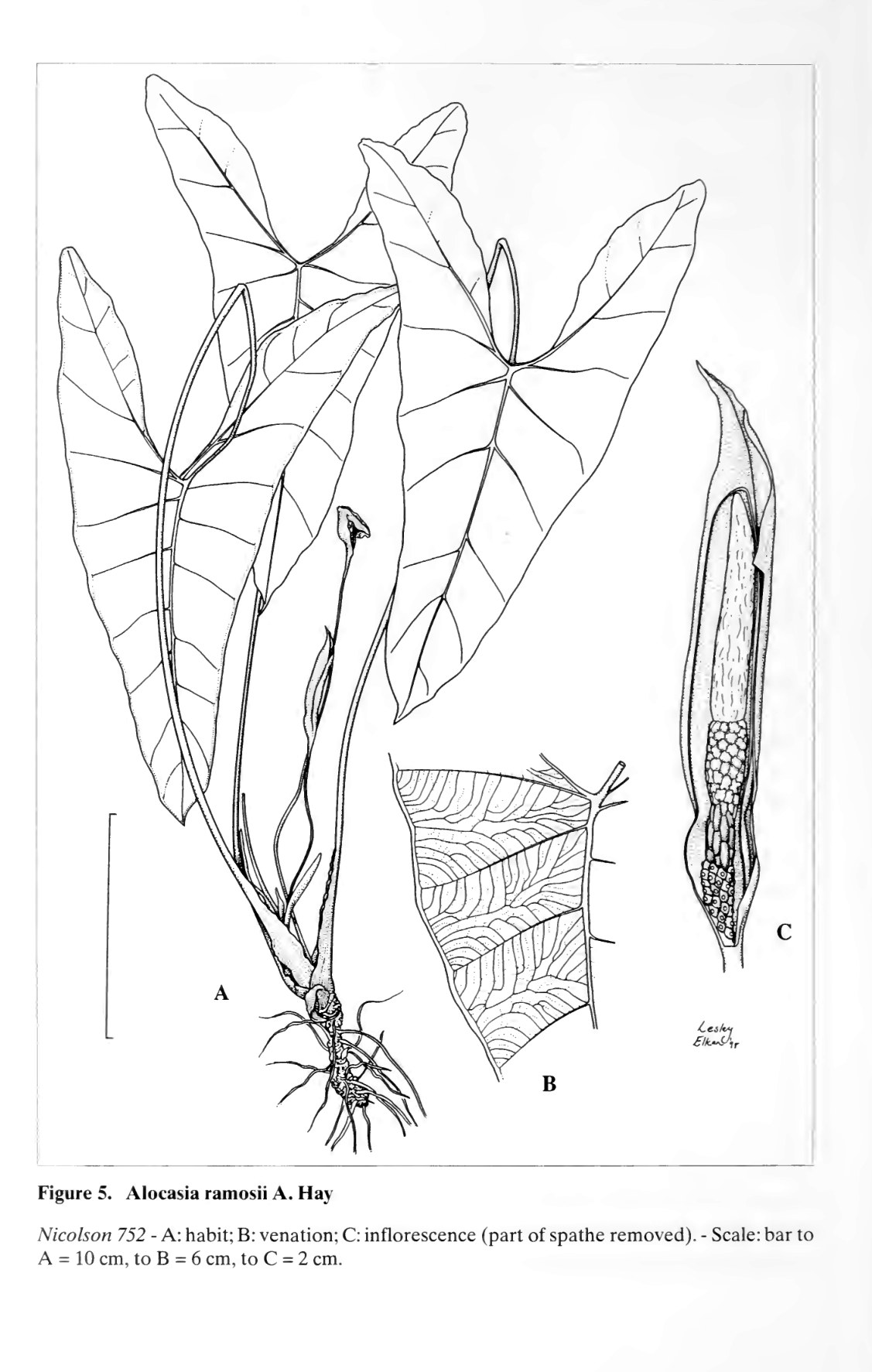 Hay's plate of Alocasia ramosii