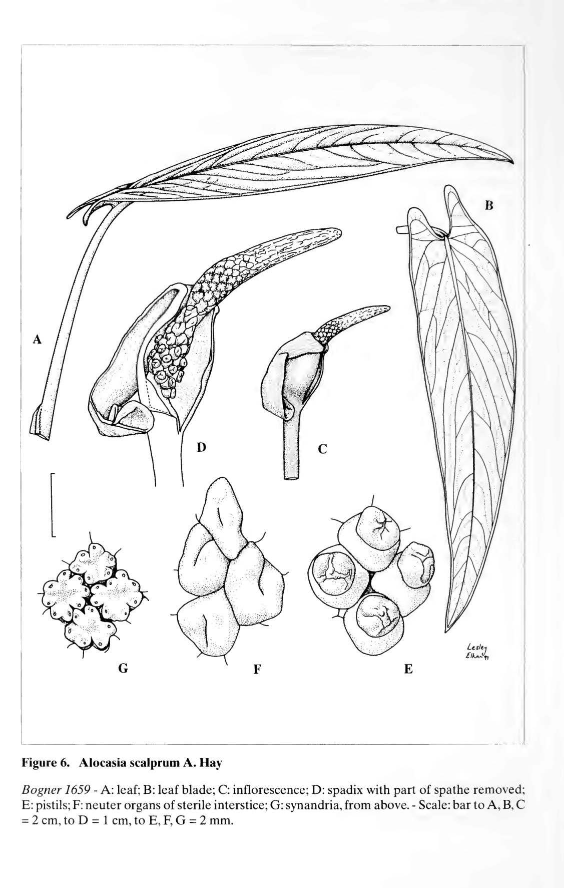 Hay's plate of Alocasia scalprum, a narrow sword-shaped blade