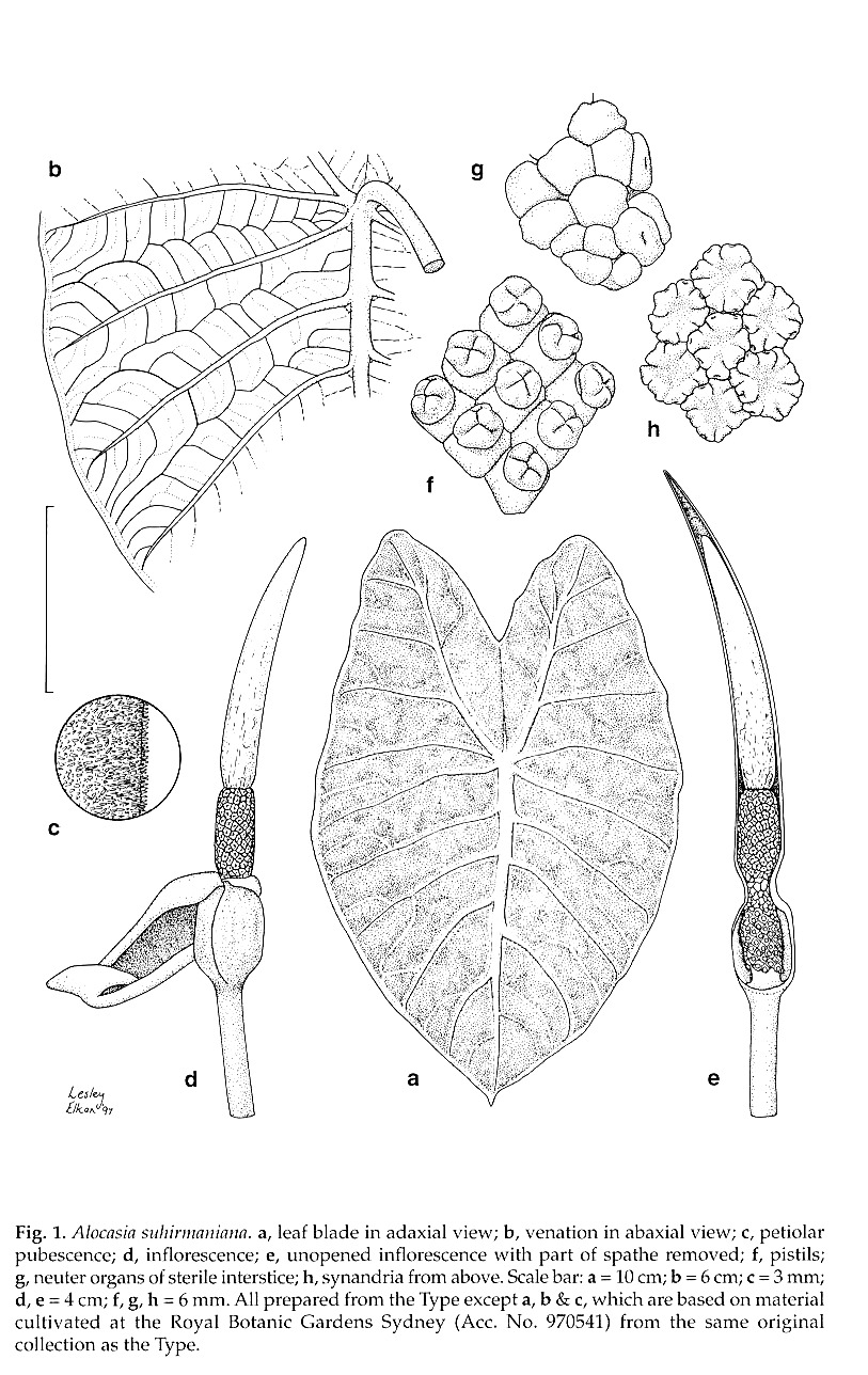 Yuzammi and Hay's plate of Alocasia suhirmaniana