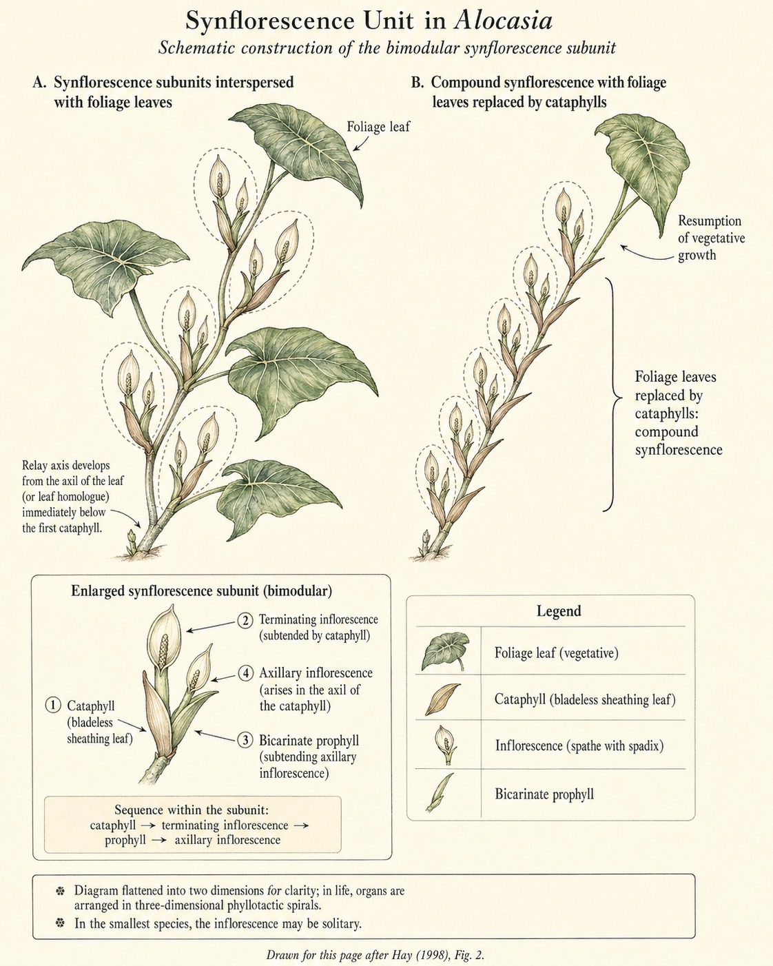 Two-panel illustration of Alocasia synflorescence construction, with an enlarged subunit showing cataphyll, terminating inflorescence, bicarinate prophyll and axillary inflorescence