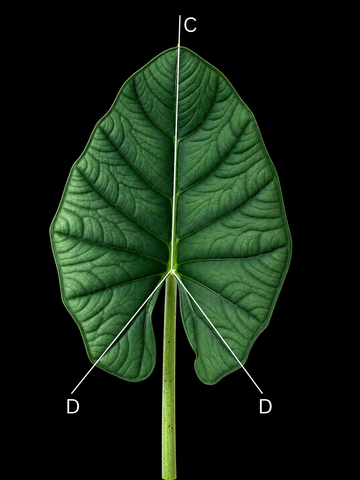 The same leaf with the anterior costa and the two posterior costae marked