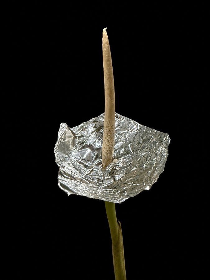Aluminum tray positioned to catch Alocasia pollen as it is shed