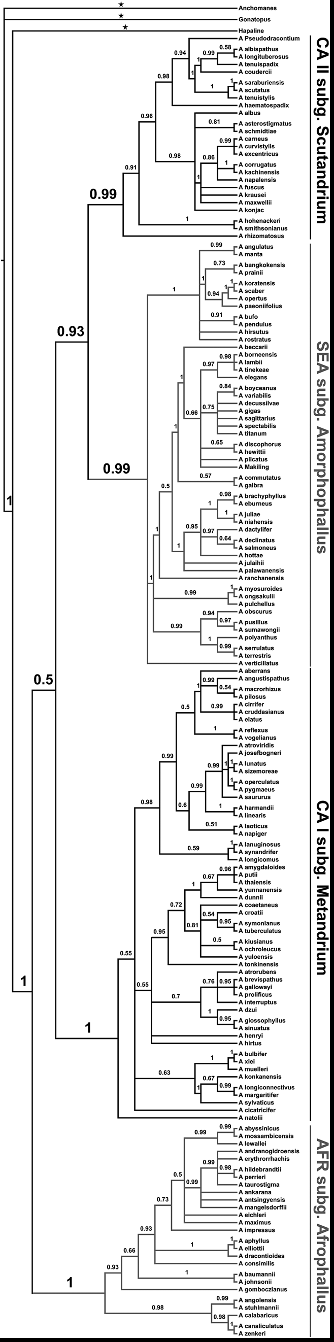 A tall, narrow phylogenetic tree of 157 Amorphophallus species,
              the tip labels running down the right-hand side in four bracketed
              blocks labelled CA II subg. Scutandrium, SEA subg. Amorphophallus,
              CA I subg. Metandrium and AFR subg. Afrophallus. Support values
              are printed at the nodes; the values inside each block are mostly
              near 1, while the deep nodes joining the blocks read 0.93 and 0.5