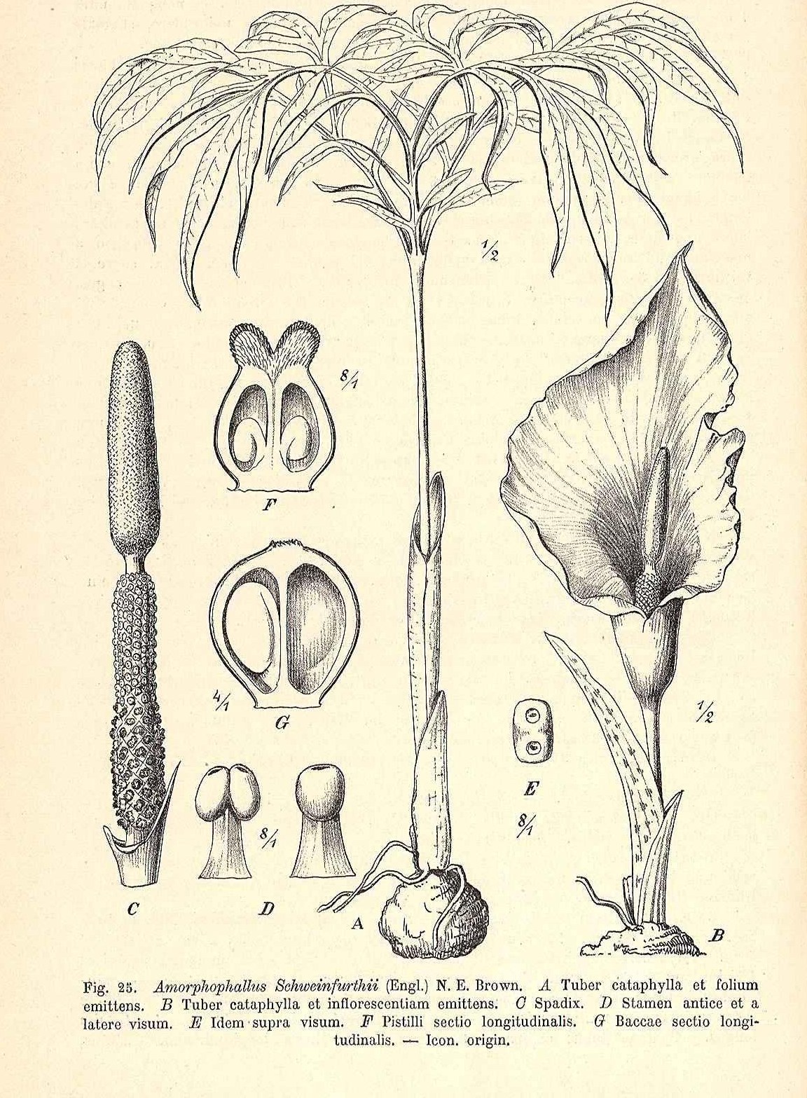 A 1911 botanical line engraving. At centre, a tuber sends up a
              single long stalk carrying one wide, dissected leaf, marked A. At
              right, a separate tuber of the same species sends up a sheathed
              stalk carrying an open, hooded inflorescence, marked B. Around
              them are lettered dissections: a spadix, two stamens, a pollen
              grain, and a pistil and a berry in section. A printed Latin
              legend runs under the plate
