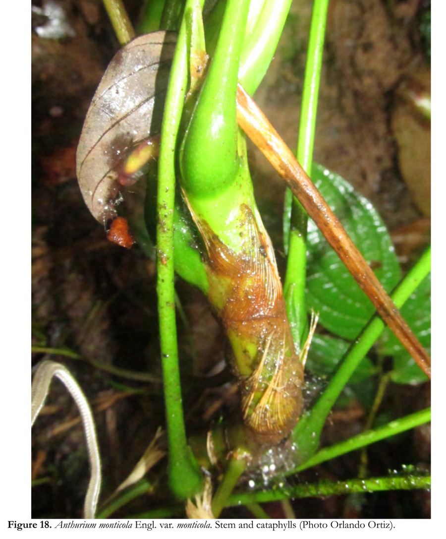 Close photograph of an Anthurium monticola stem, with a brown cataphyll breaking down into visible longitudinal fibers while clasping the stem, and an intact green one above it