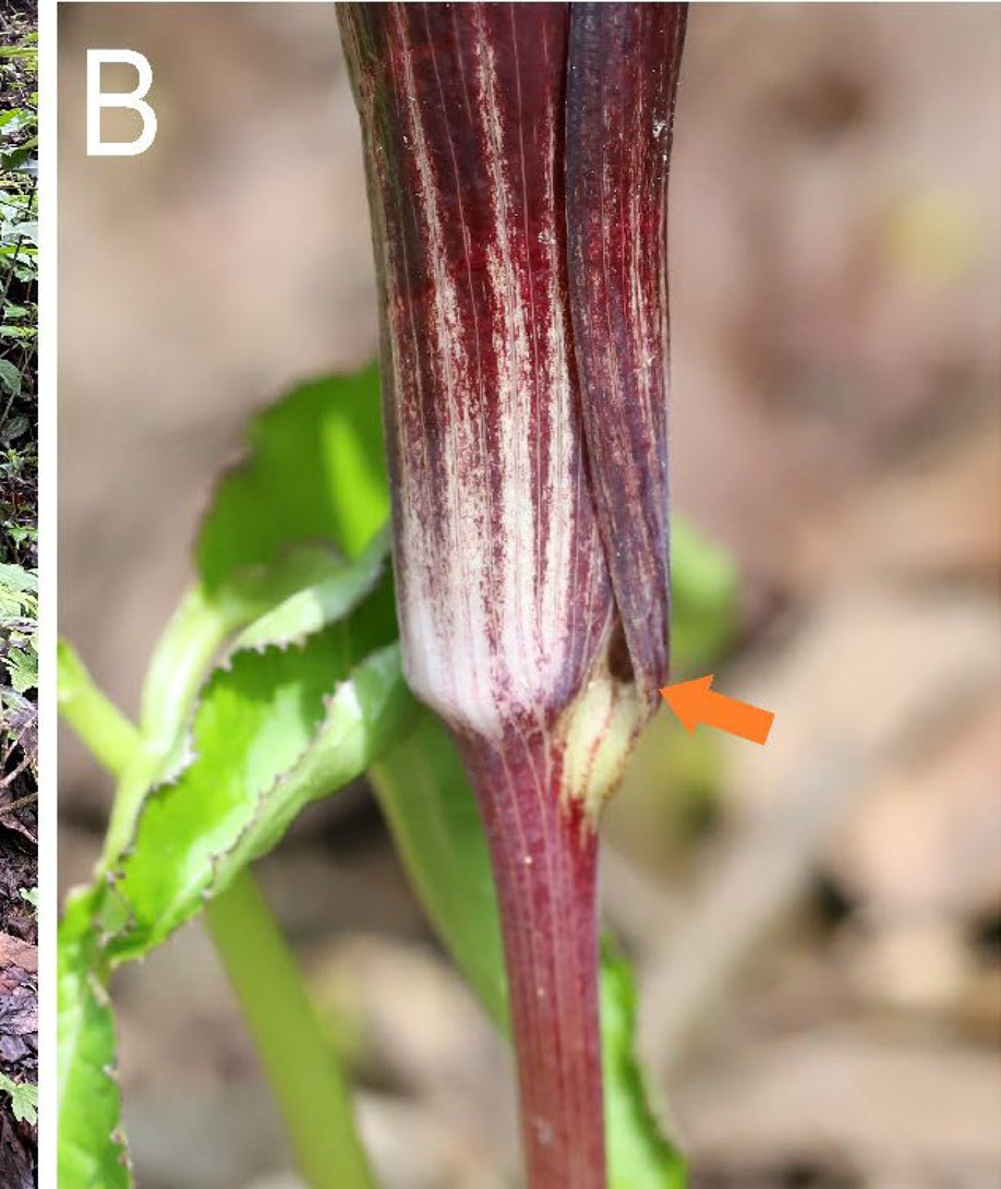 A color close-up of the base of a deep maroon and white striped spathe tube. An orange arrow points to a small pale gap where the two rolled edges of the spathe separate near the bottom