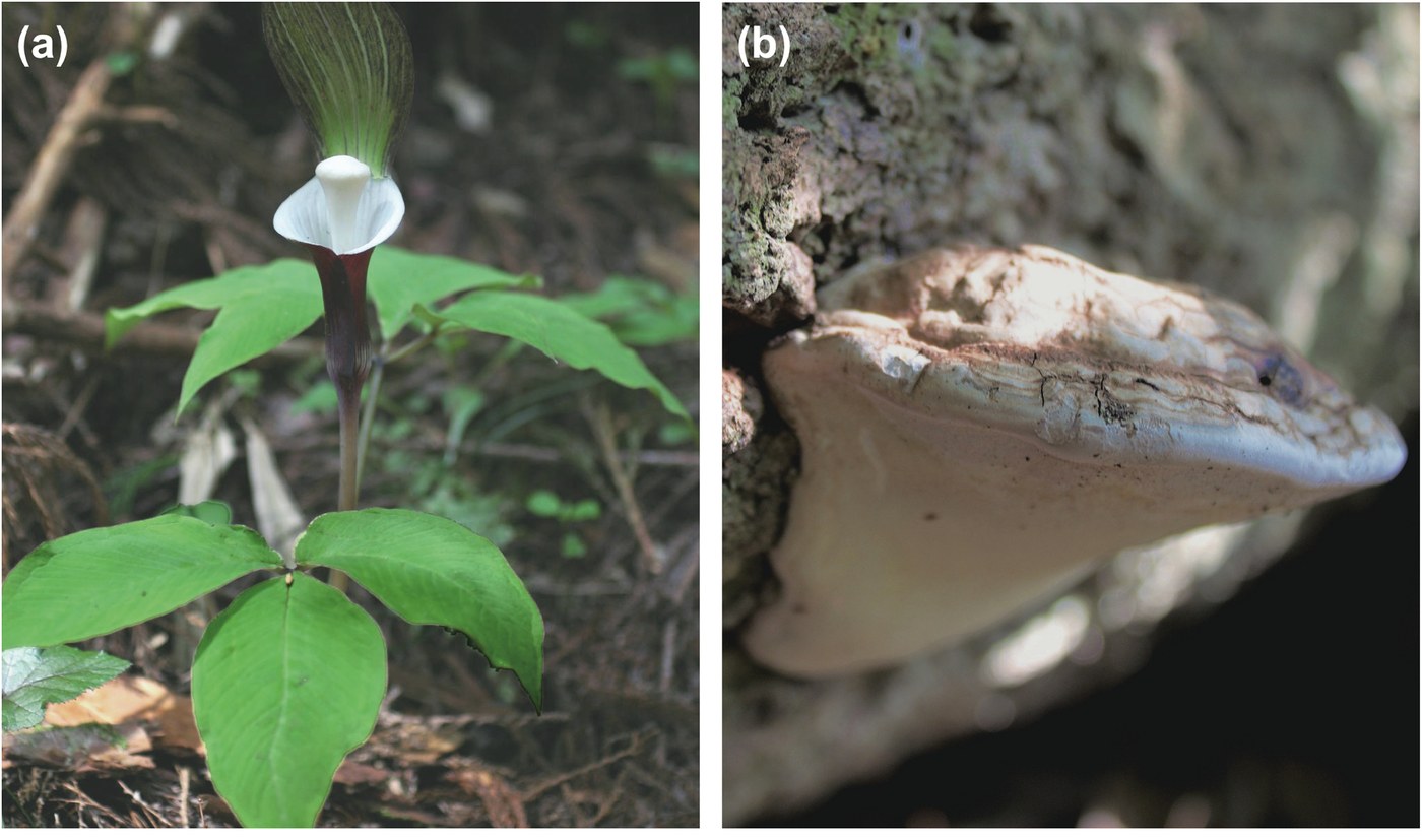 Two photographs side by side. Left: a woodland plant whose dark striped hood shelters a smooth, blunt, snow-white column standing upright inside it. Right: a pale bracket fungus growing out of tree bark, the same creamy color and much the same blunt shape