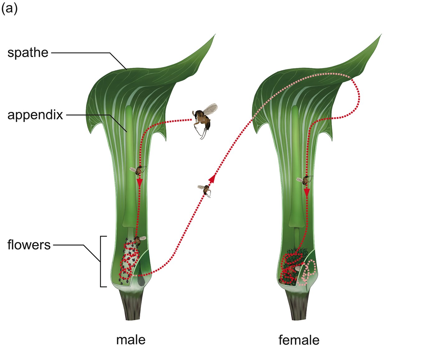 Two cutaway drawings side by side, labeled male and female, with lines pointing to the spathe, the appendix and the flowers. A red dotted line shows a gnat falling into the male tube, working down to the flowers, leaving through a small hole at the base, then flying to the female and falling in again. In the female the line loops among the flowers and stops