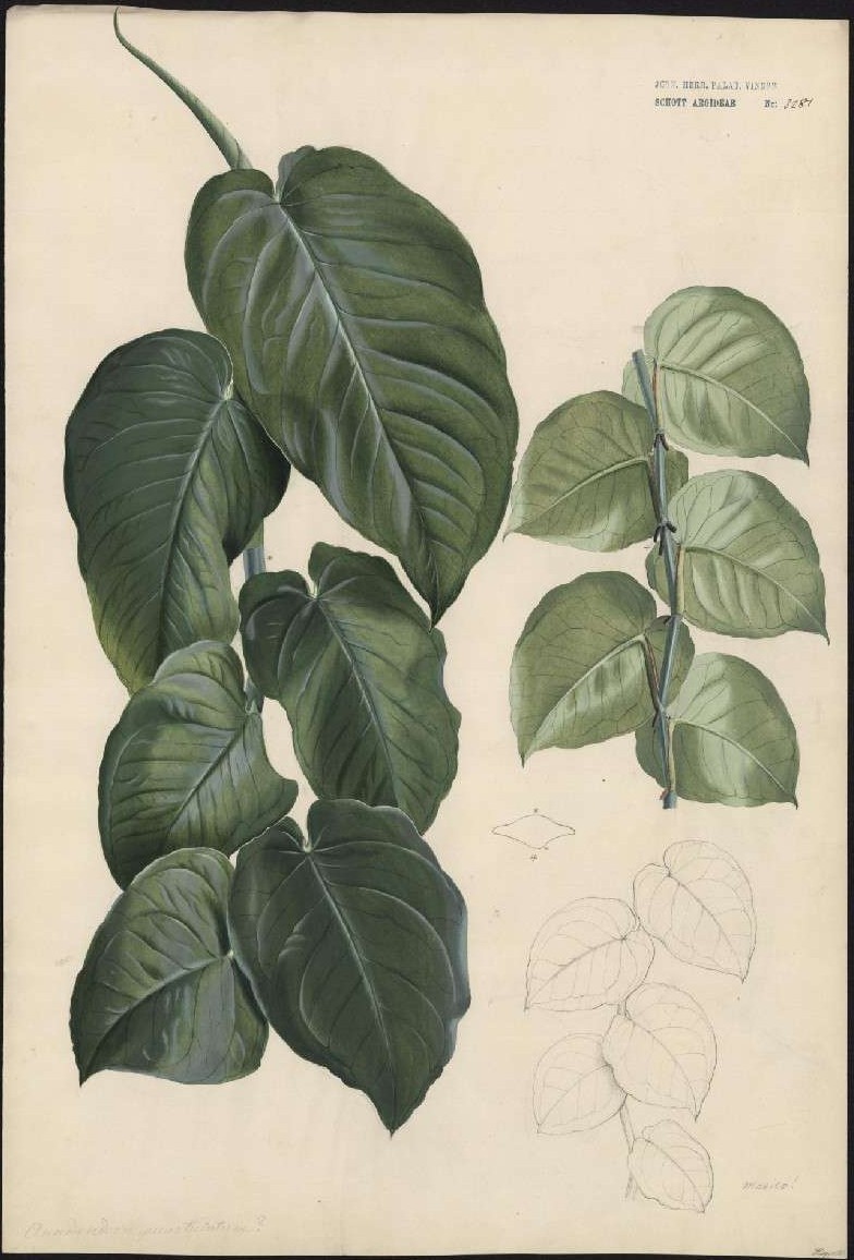 A nineteenth-century watercolor of a climbing aroid: large dark green adult leaves at left, a slender stem of small pale overlapping juvenile leaves at right, and a faint pencil sketch of the same juvenile stage below