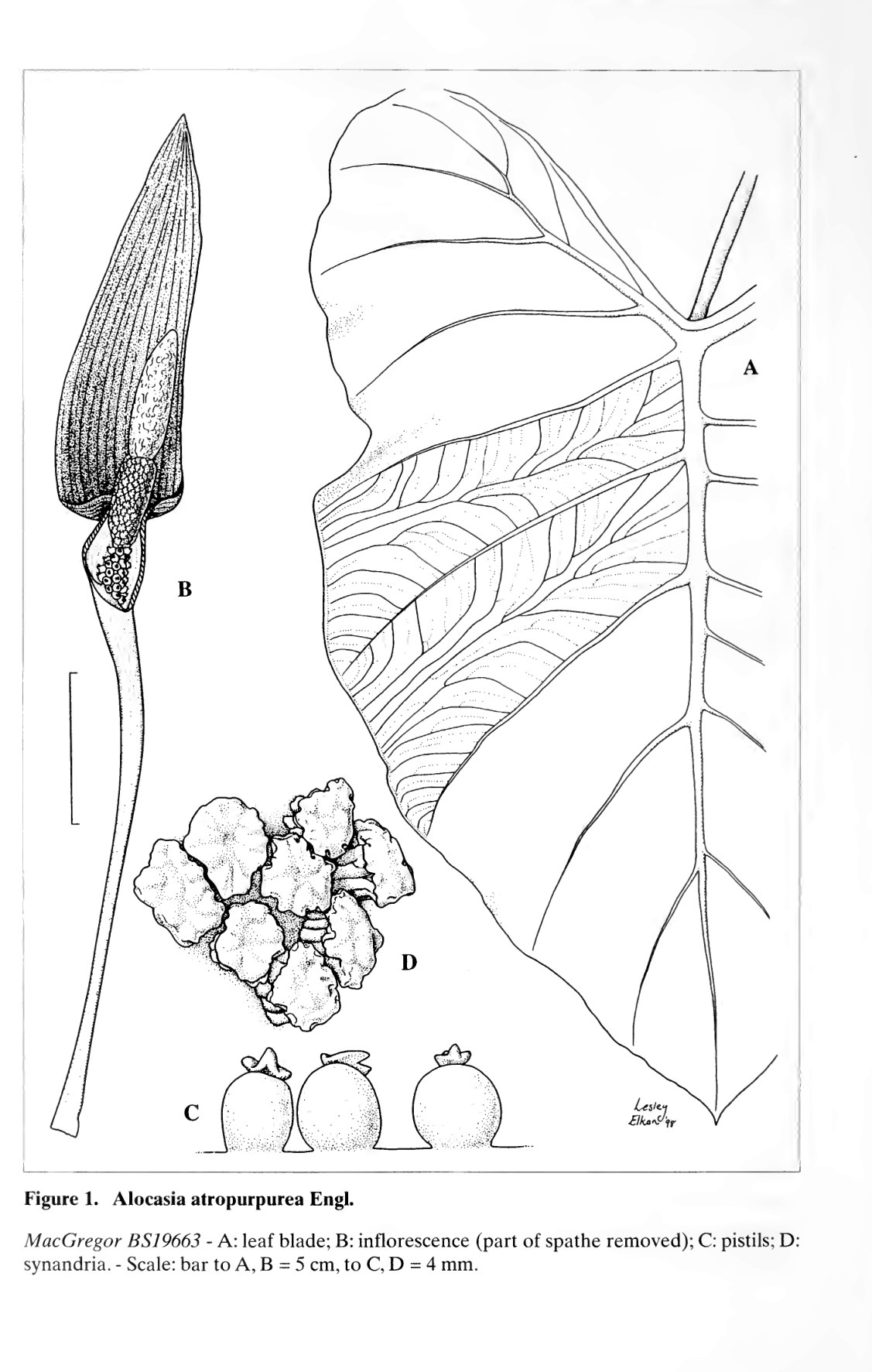 Hay's plate of Alocasia atropurpurea, panel A showing colocasioid leaf venation in detail