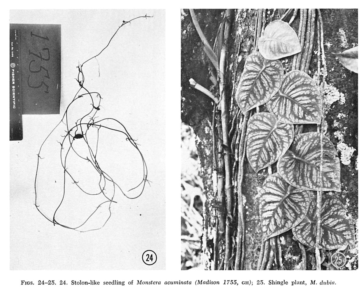 Madison's plate: a stolon-like Monstera seedling, and a shingle plant pressed flat against a tree trunk
