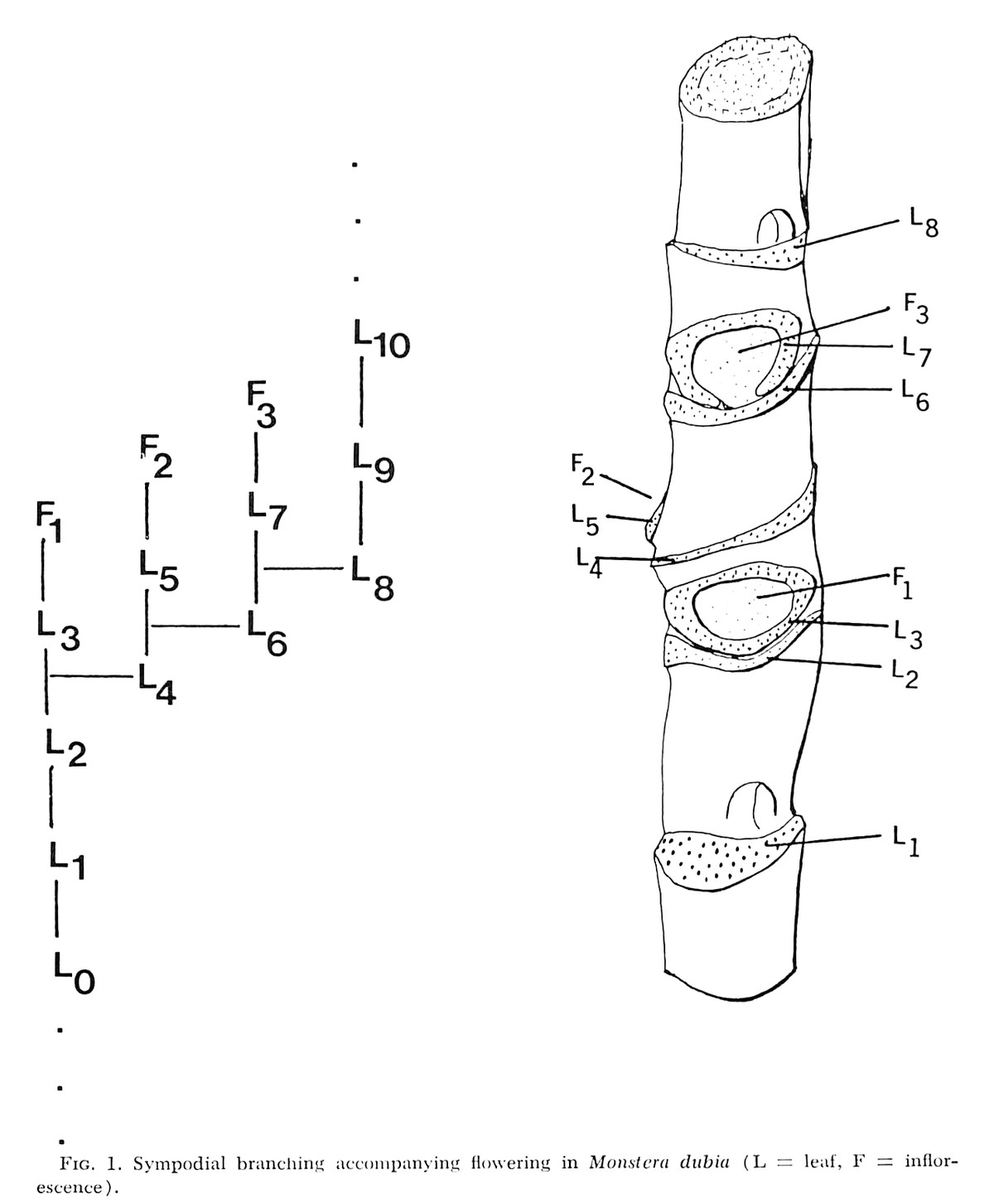 Madison's figure: a branching diagram of leaves and inflorescences beside a drawing of the real Monstera stem carrying the same numbered scars