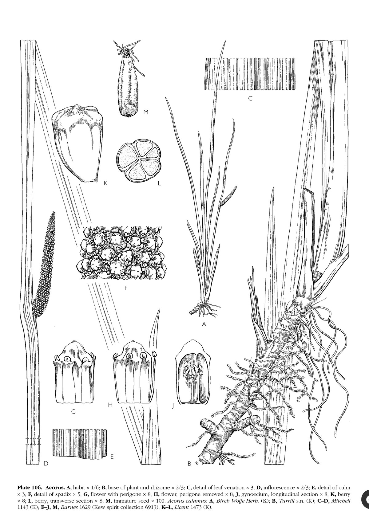 Mayo, Bogner and Boyce's plate of Acorus, showing the sword-shaped leaves, the rhizome and a detail of the leaf venation