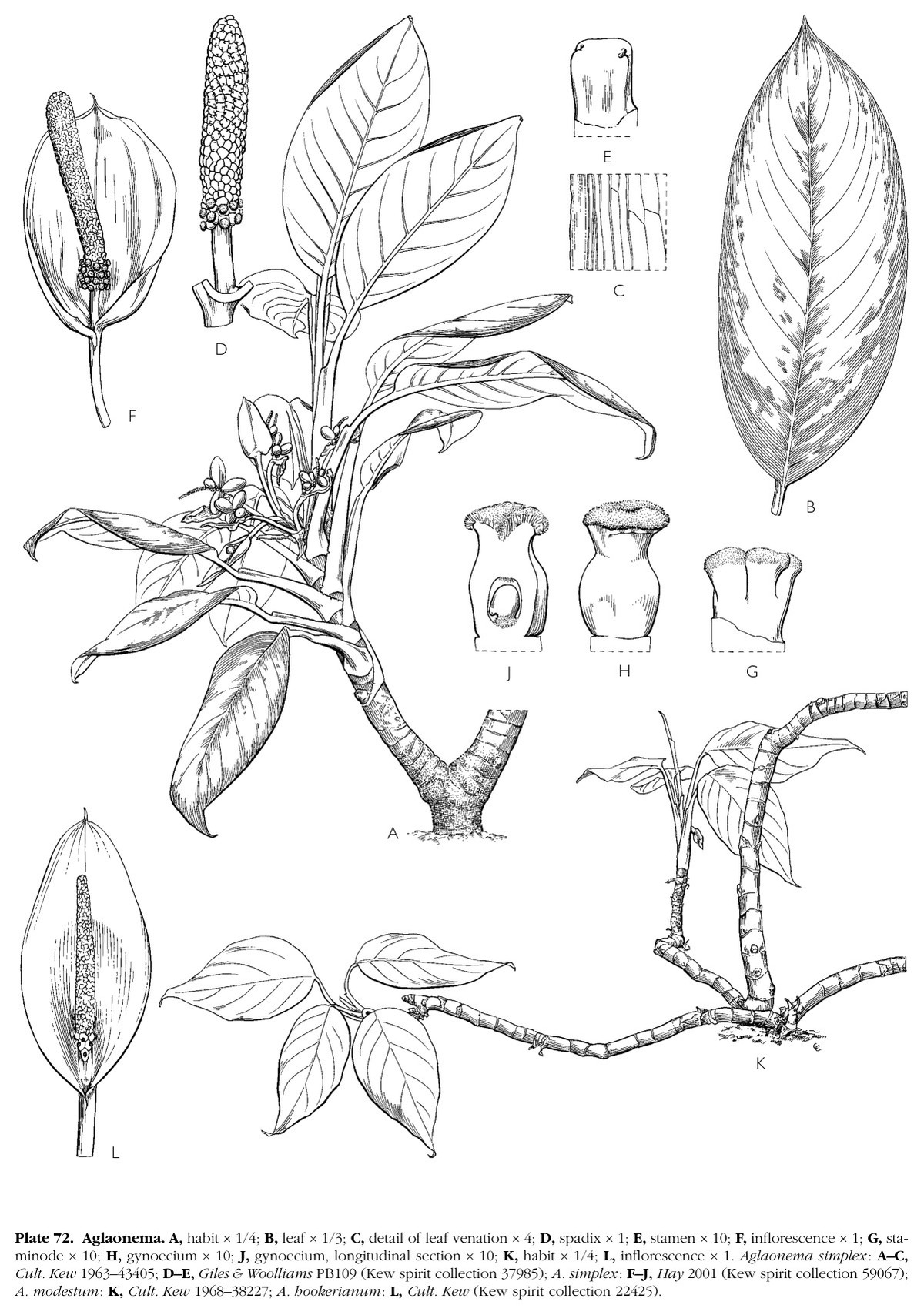 Mayo, Bogner and Boyce's plate of Aglaonema, showing a whole leaf and a magnified detail of the parallel-pinnate venation