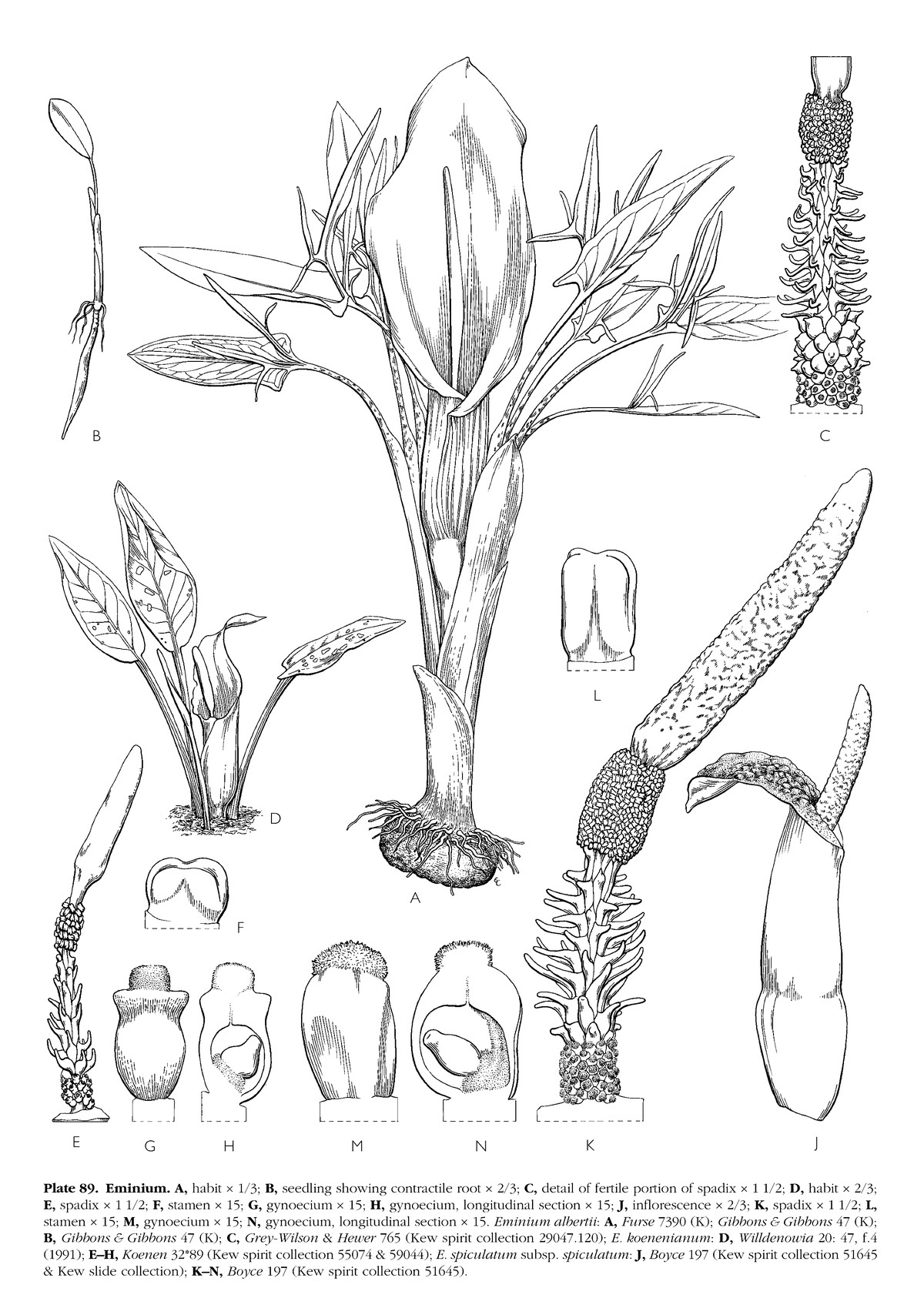 Mayo, Bogner and Boyce's plate of Eminium, including a seedling whose contractile root is visibly thickened and wrinkled