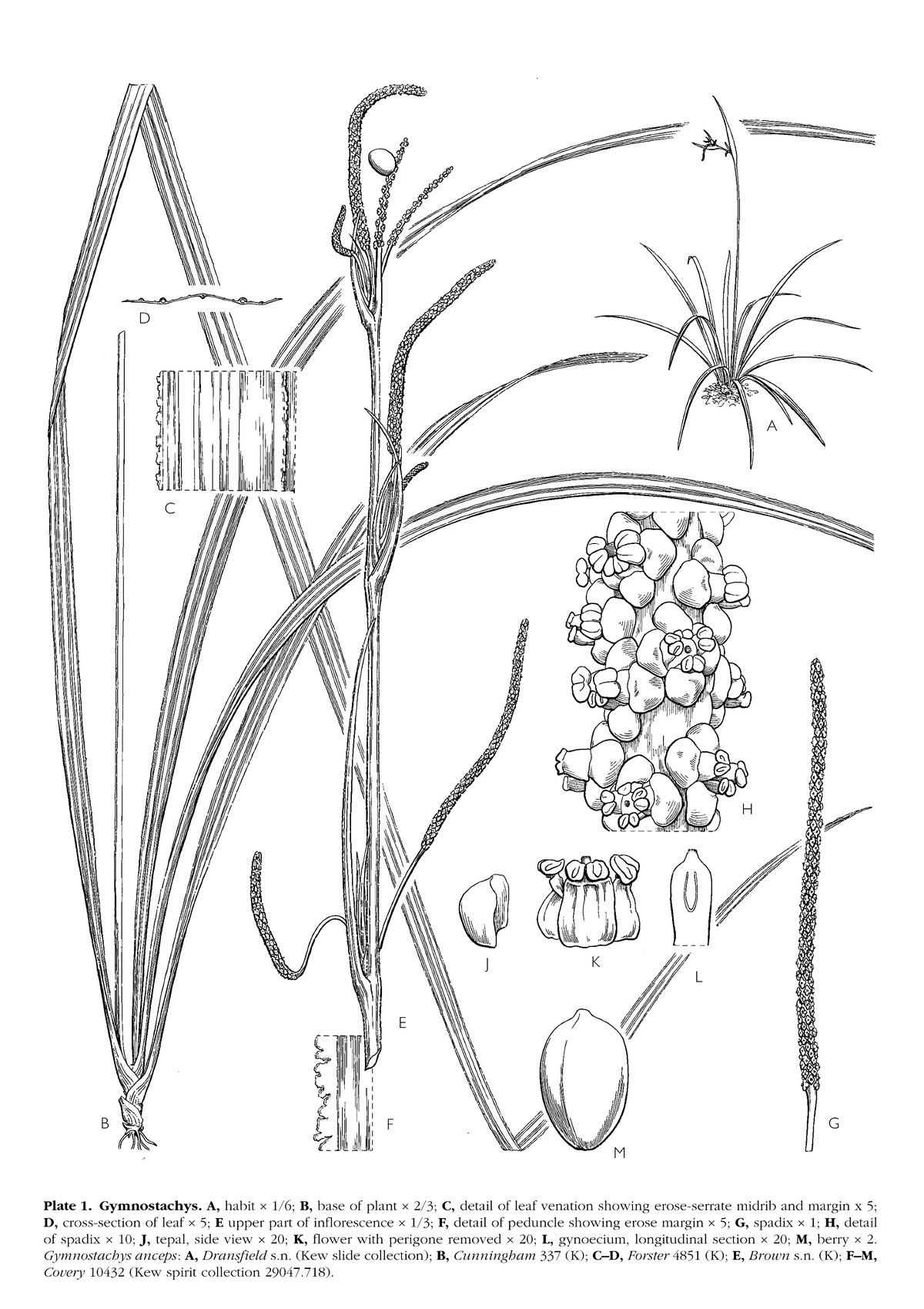 Mayo, Bogner and Boyce's plate of Gymnostachys, showing the grass-like habit and a magnified detail of the strictly parallel leaf venation