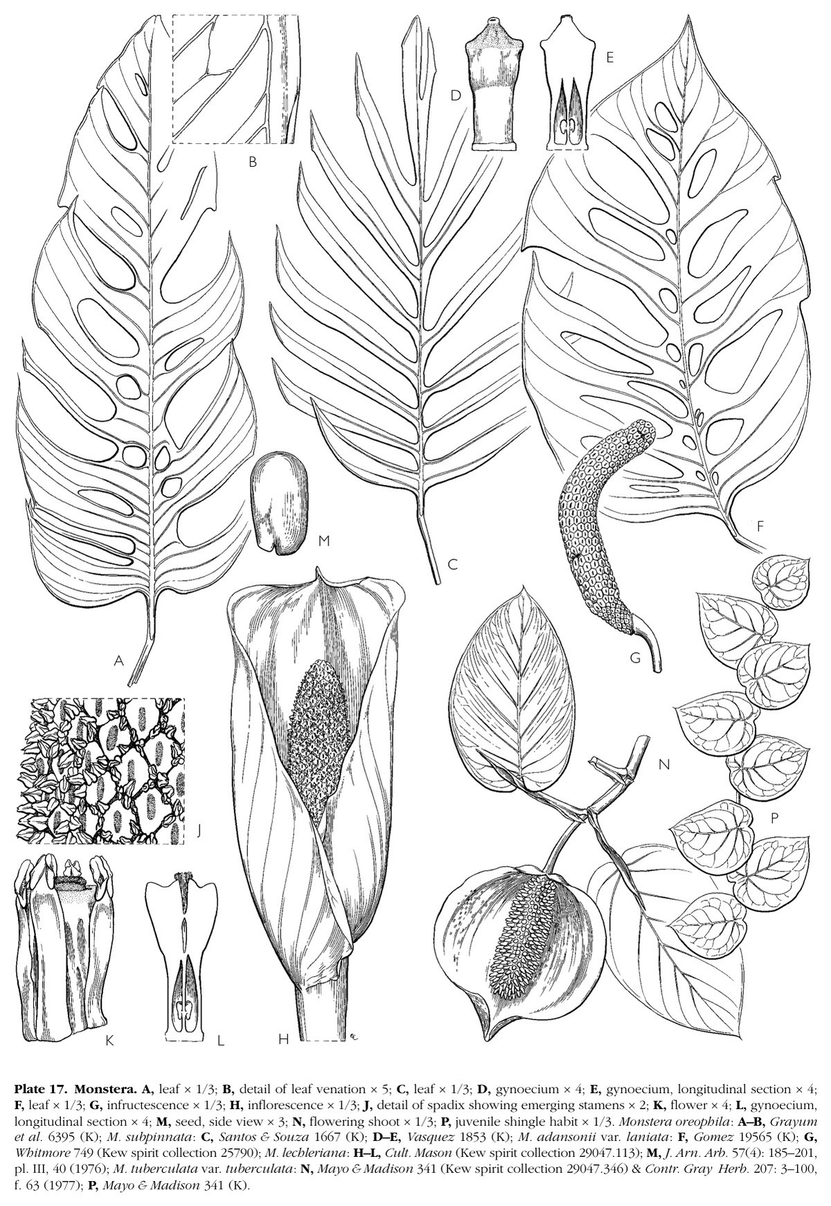 Mayo, Bogner and Boyce's plate of Monstera, with a magnified inset of the reticulate leaf venation and a juvenile shingle shoot