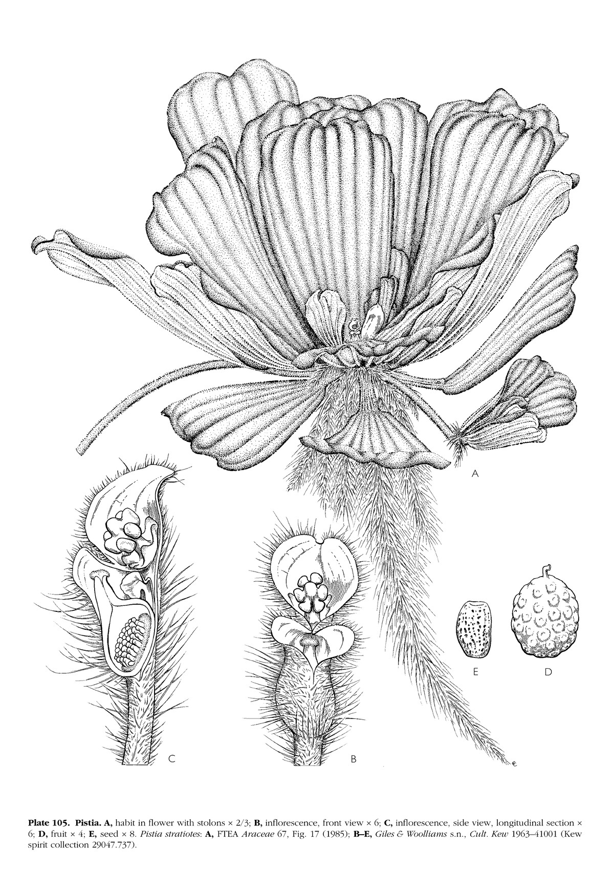 Mayo, Bogner and Boyce's plate of Pistia, showing the floating rosette with stolons and the mass of feathery roots hanging beneath