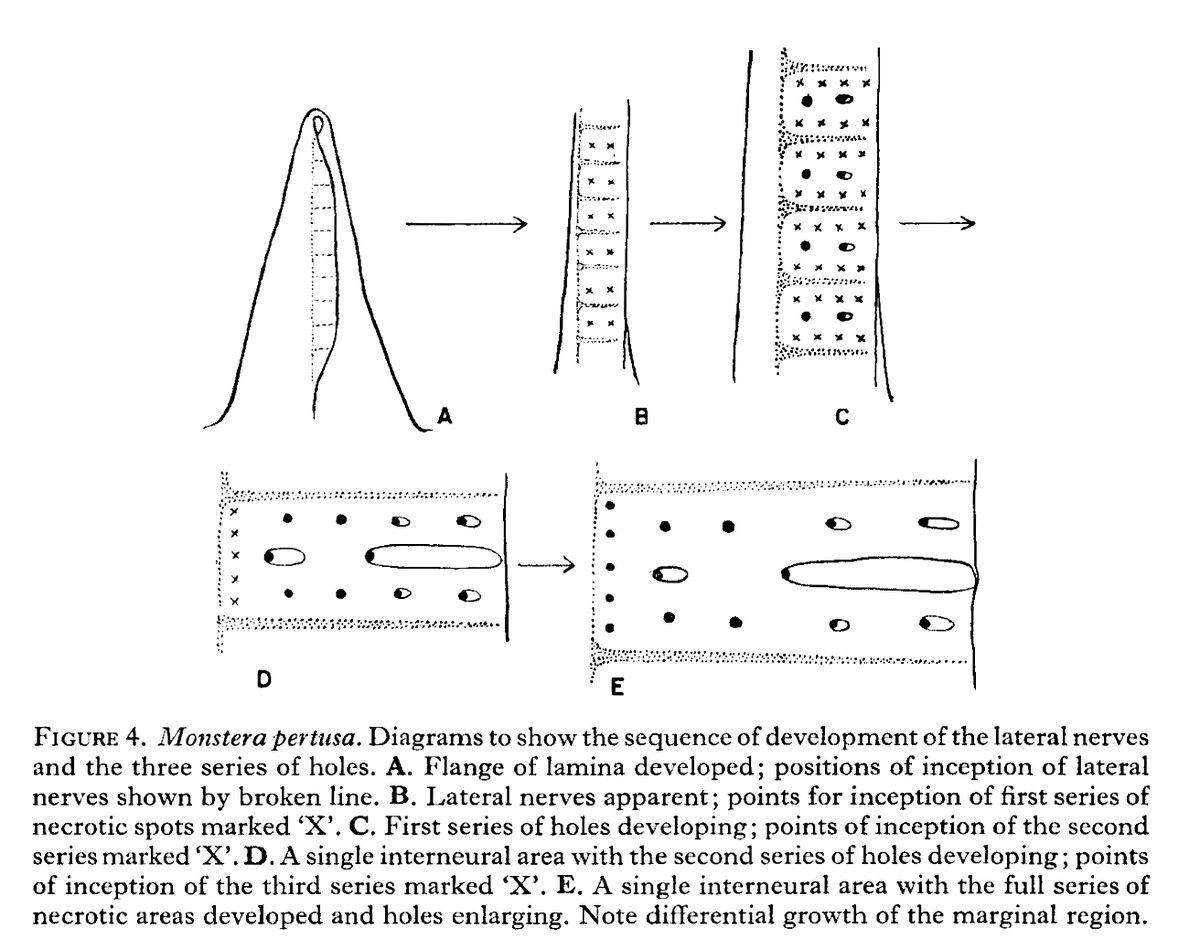 Melville and Wrigley's five-stage diagram of how perforations arise in a developing Monstera leaf