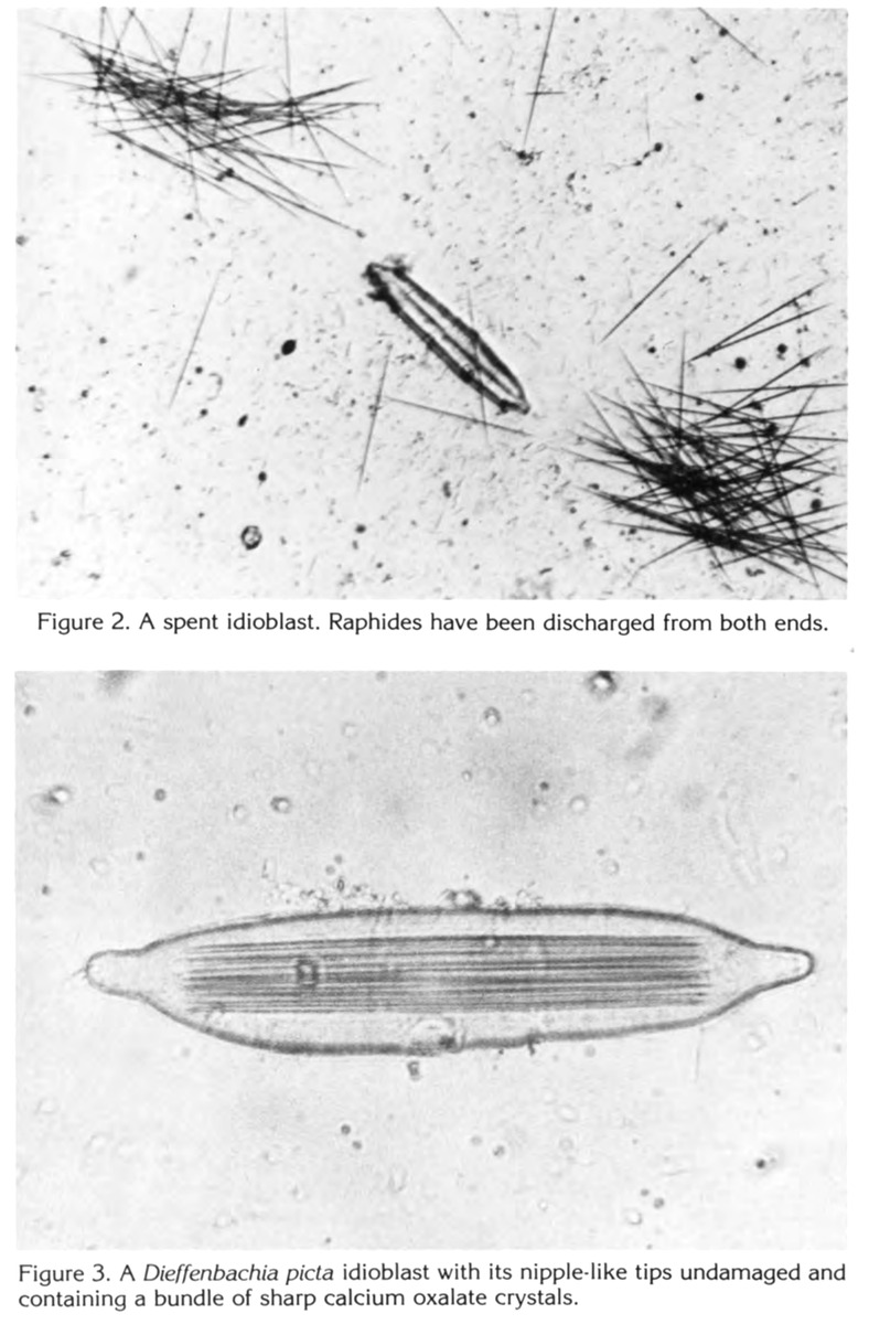 Two photomicrographs: an emptied idioblast surrounded by discharged raphides, and an intact Dieffenbachia idioblast full of crystals