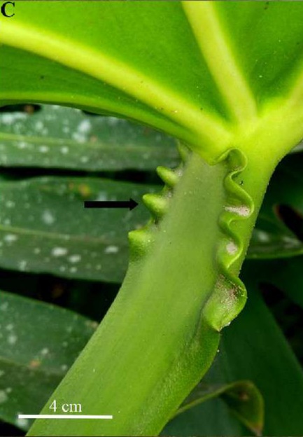 Close photograph of a Monstera deliciosa petiole, its wings becoming undulate where it meets the leaf blade, with an arrow marking the geniculum
