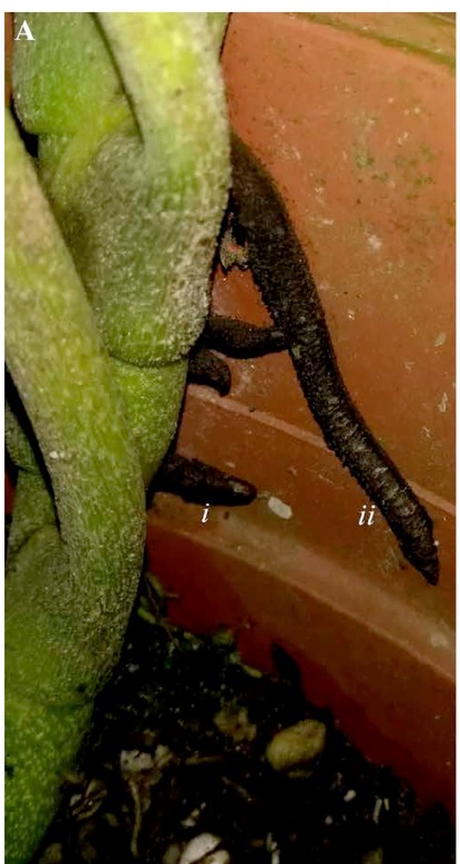 Photograph of a Monstera gambensis stem carrying a short support root and a long feeding root, both blackened and corky