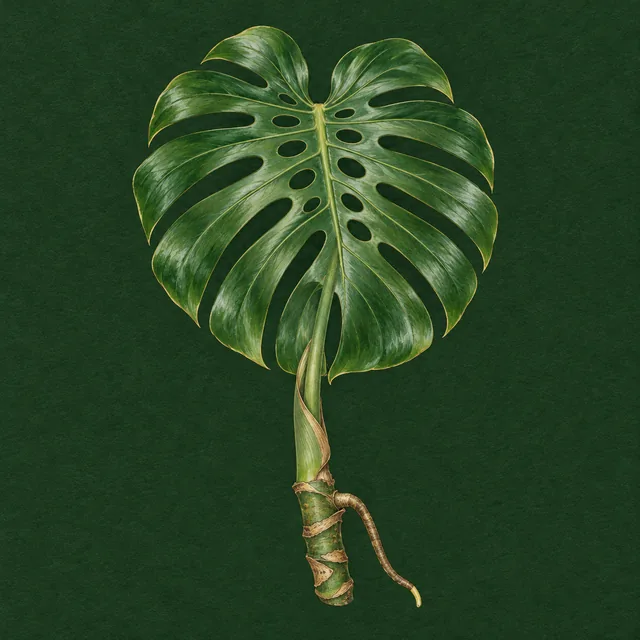 Botanical drawing of a Monstera leaf, split and holed, on its stalk