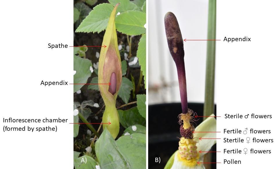 Labeled Arum inflorescence, whole and with the spathe removed