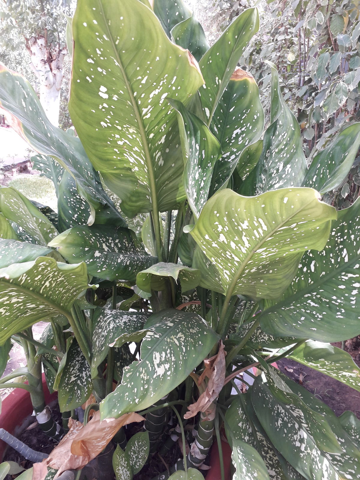 A potted Dieffenbachia seguine with heavily white-flecked leaves