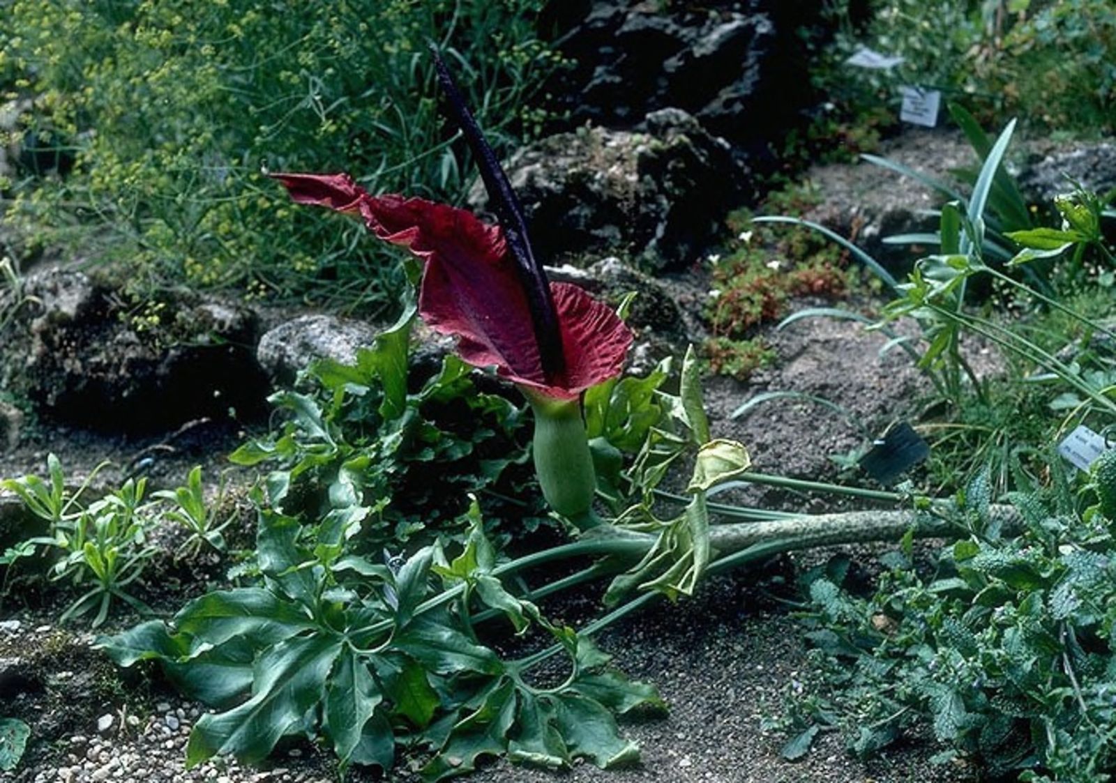 A whole flowering Dracunculus vulgaris plant with a deep maroon spathe and long black appendix