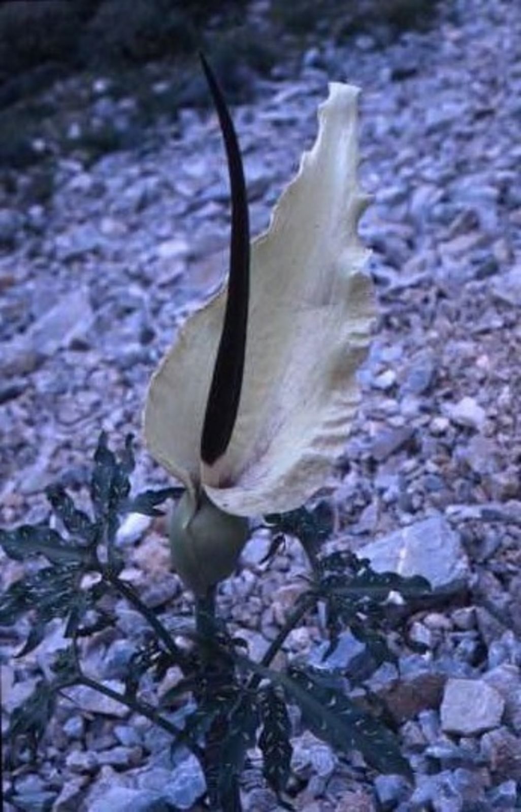 A wild cream-spathed Dracunculus vulgaris growing on limestone scree