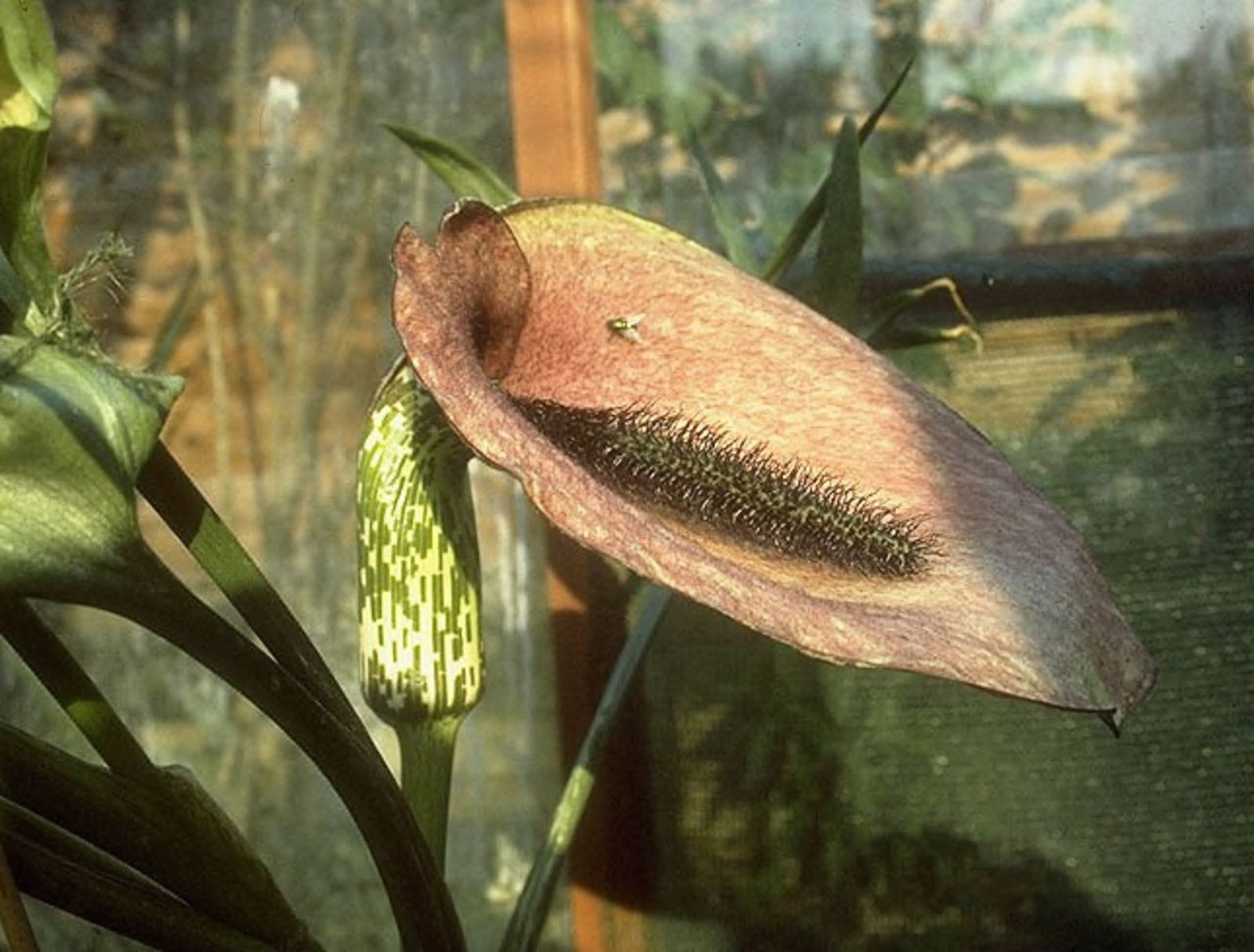 An open Helicodiceros muscivorus inflorescence in side view with an unopened bud beside it