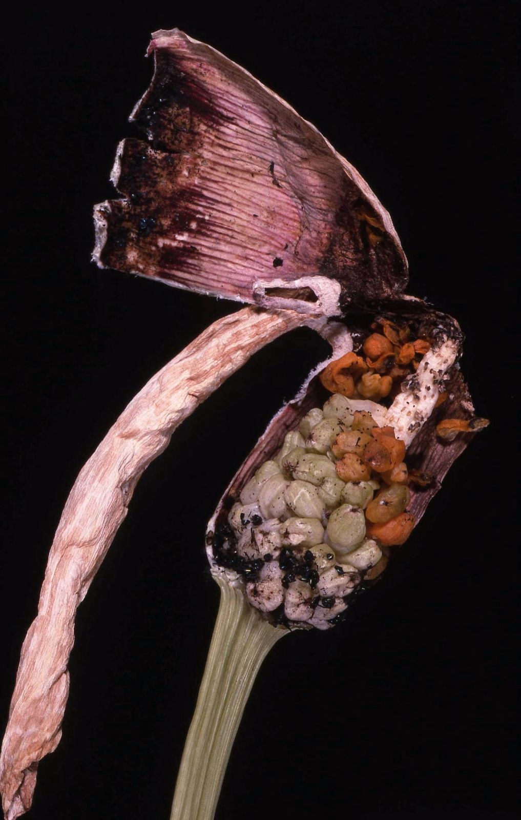 Helicodiceros muscivorus after flowering, with the withered spathe folded back and developing berries
