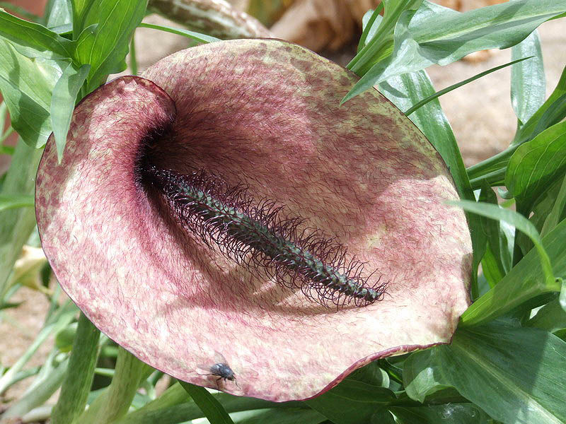 Helicodiceros muscivorus spathe seen from above with a fly resting on the lower margin