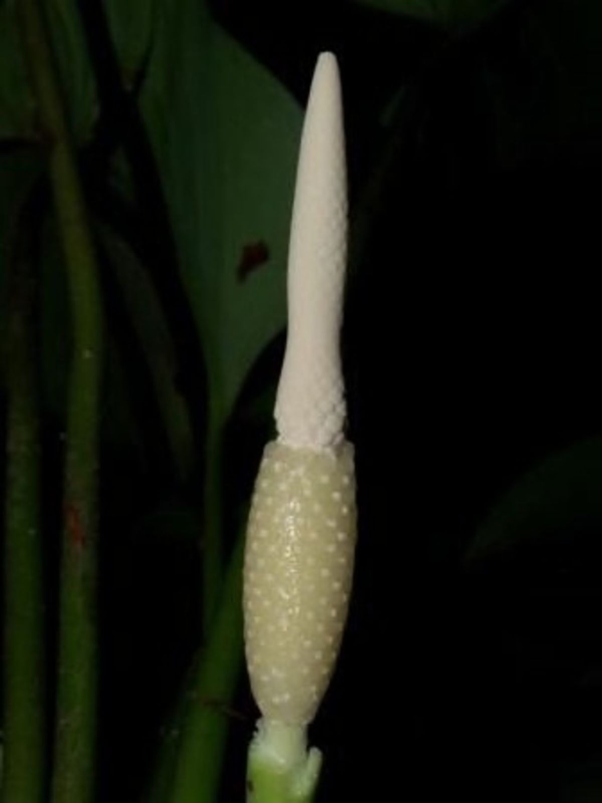 A night photograph of a Homalomena borneensis spadix with the spathe absent, showing a swollen cream female zone below and a tapering white male zone above