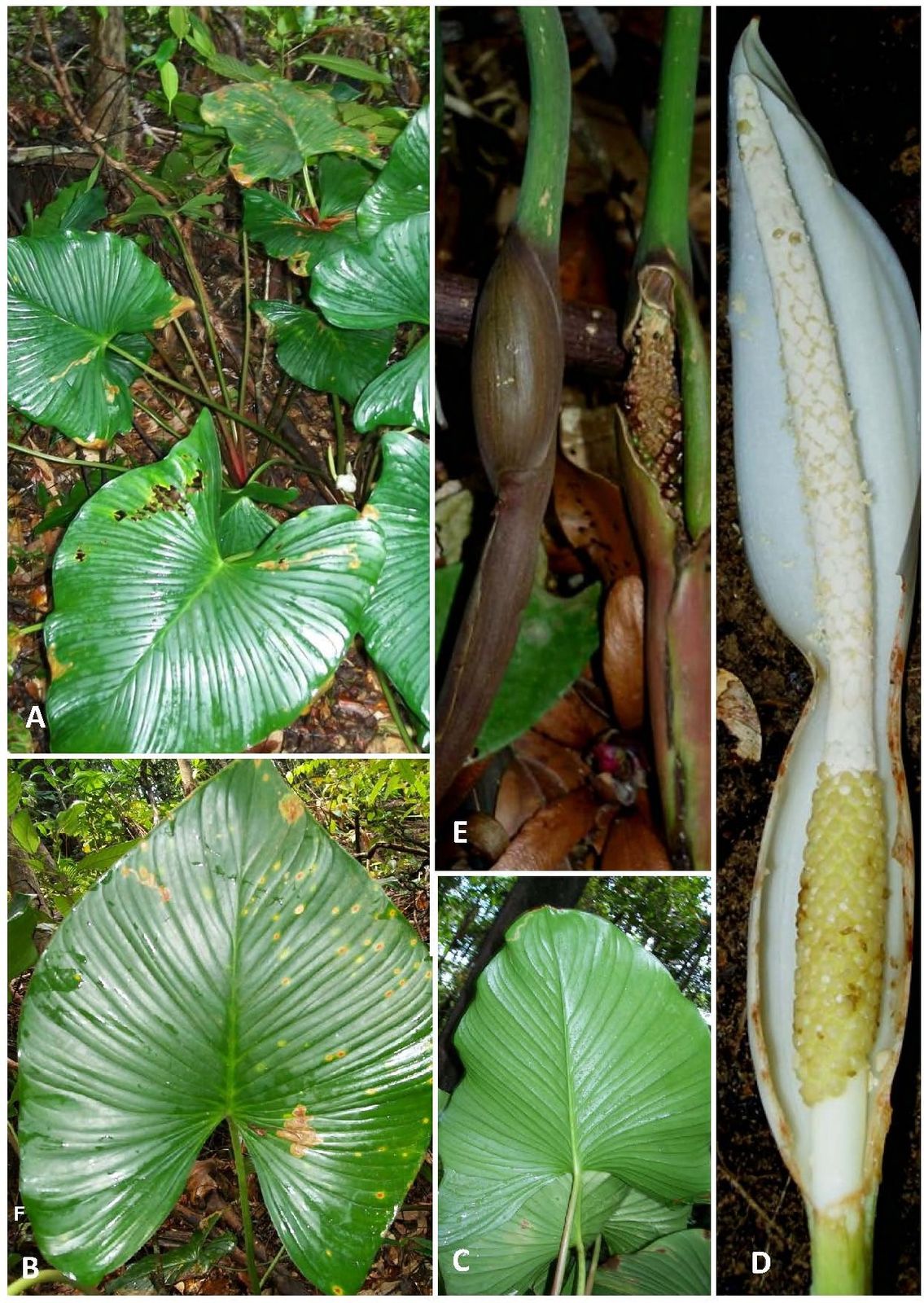 A six-panel plate of Homalomena debilicrista showing leaf blades, two inflorescences in leaf litter, and one inflorescence cut open lengthwise