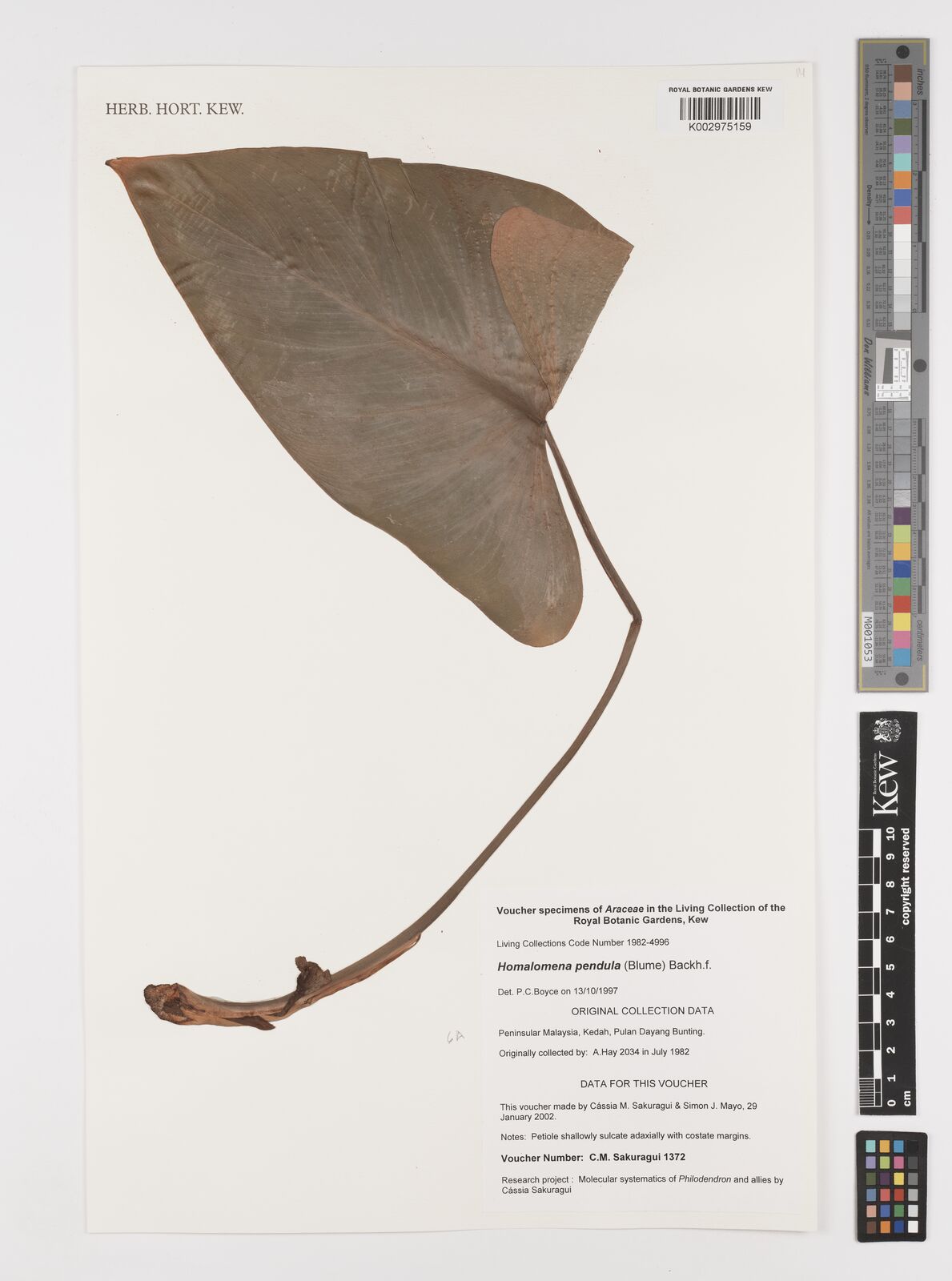 A Kew herbarium sheet of Homalomena pendula bearing a single pressed leaf on a long petiole, with a printed voucher label