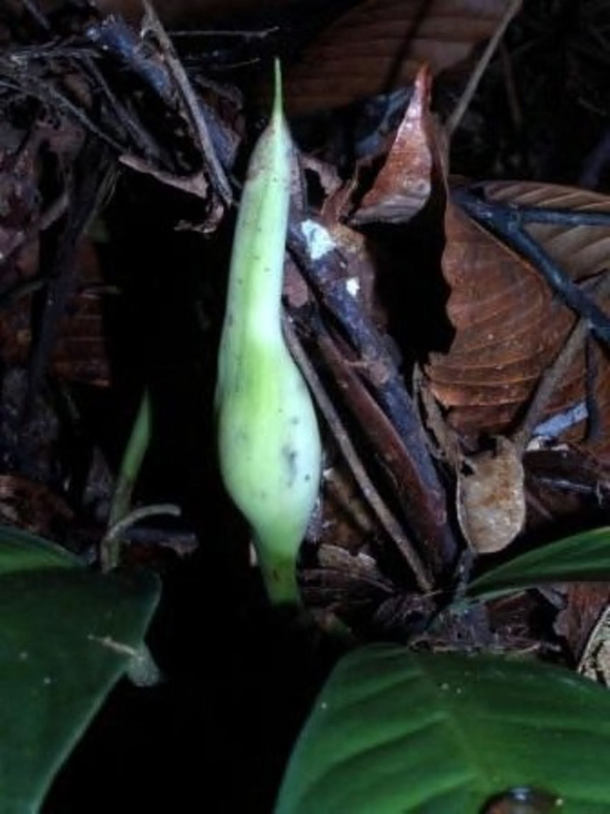 A closed pale green and white spathe of Homalomena punctulata standing among wet dead leaves on a forest floor
