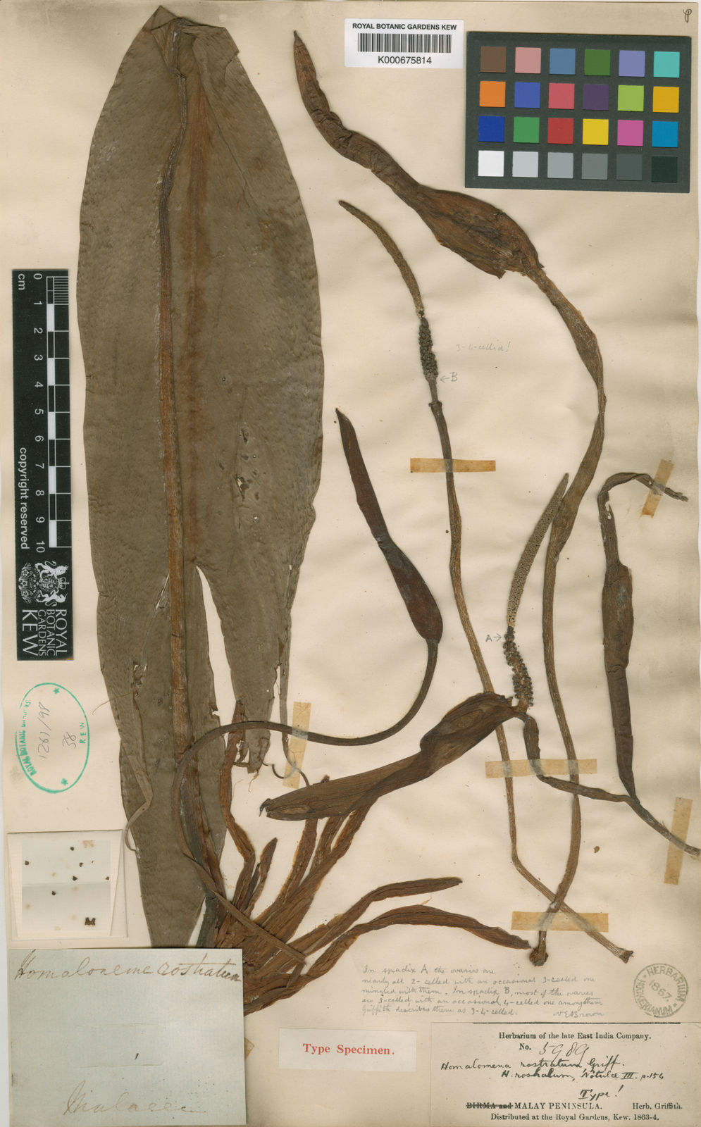 A Kew herbarium sheet bearing the type specimen of Homalomena rostrata, with a strap-shaped leaf, several detached inflorescences, and a pencil annotation