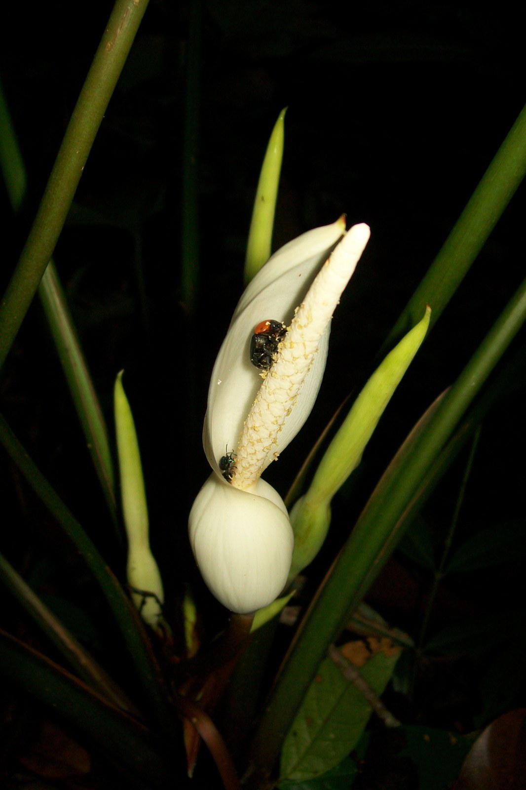 Night photograph of a white Homalomena velutipedunculata inflorescence with two large beetles paired on the open spathe limb beside a pollen-covered spadix, and a small dark beetle at the waist below