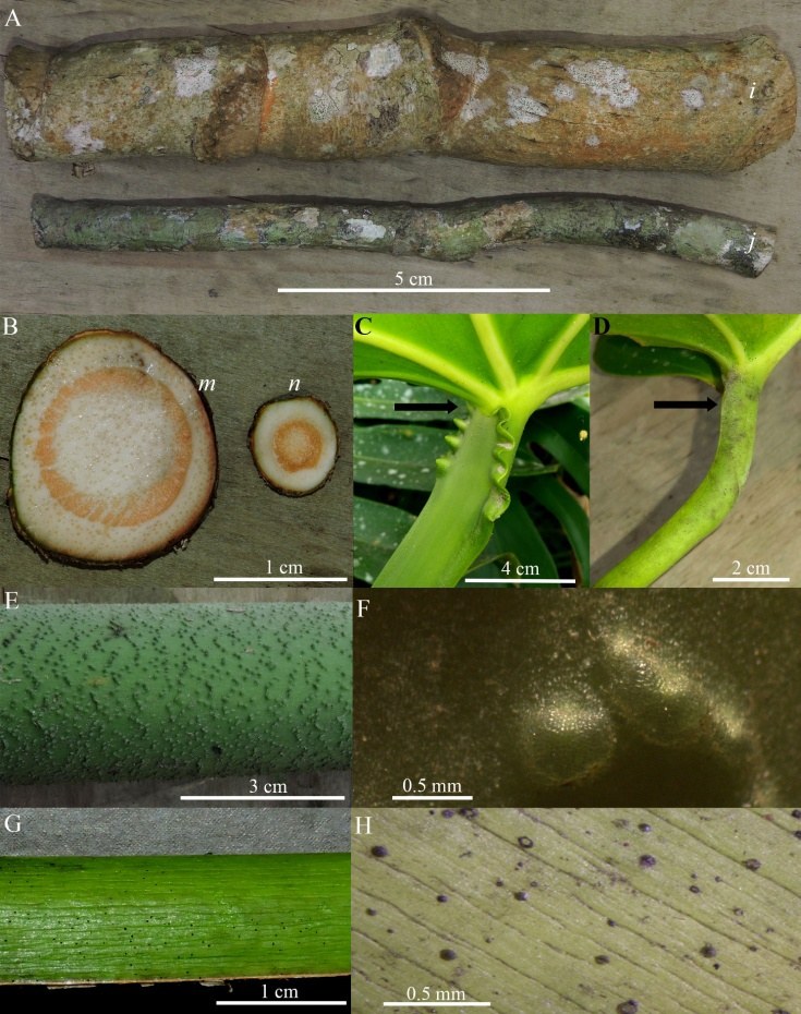 An eight-panel comparative plate: two lengths of aroid stem
              side by side, one much thicker than the other; two stem
              cross-sections; close views of the petiole and geniculum
              marked with arrows; and magnified petiole surfaces. Every
              panel carries a scale bar