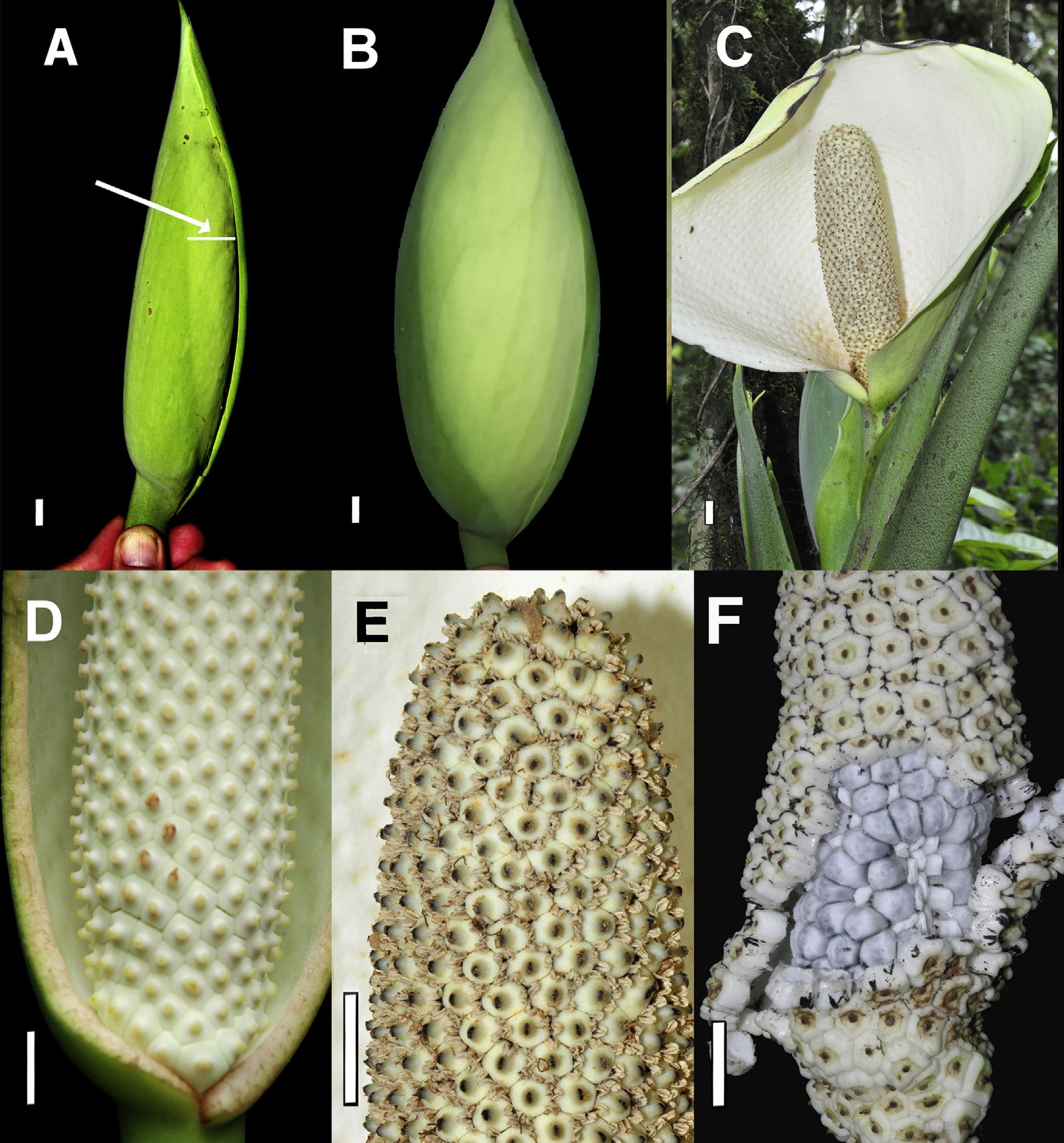 Six panels of Monstera lentii: closed green spathe with its extent of unfurling arrowed beside the entrance slit, swollen chamber, open white spathe, chamber cut open showing the spadix, anthers shedding pollen, and ripe fruit with stylar caps detaching