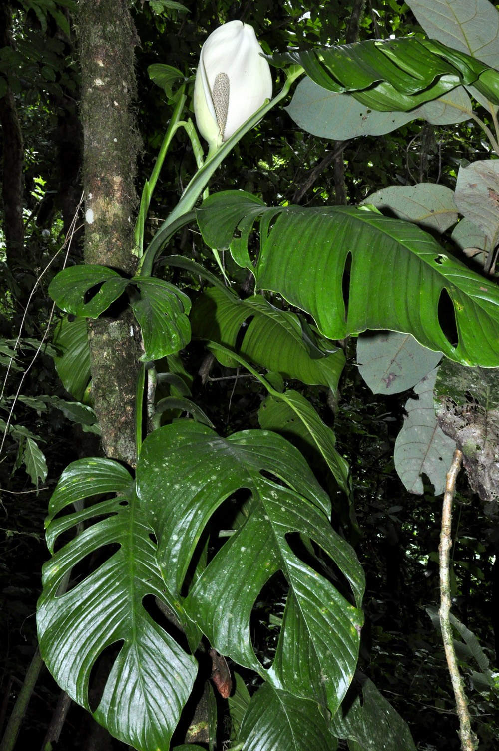 Monstera lentii climbing a tree trunk in dark forest understory, with fenestrate leaves and one open white inflorescence