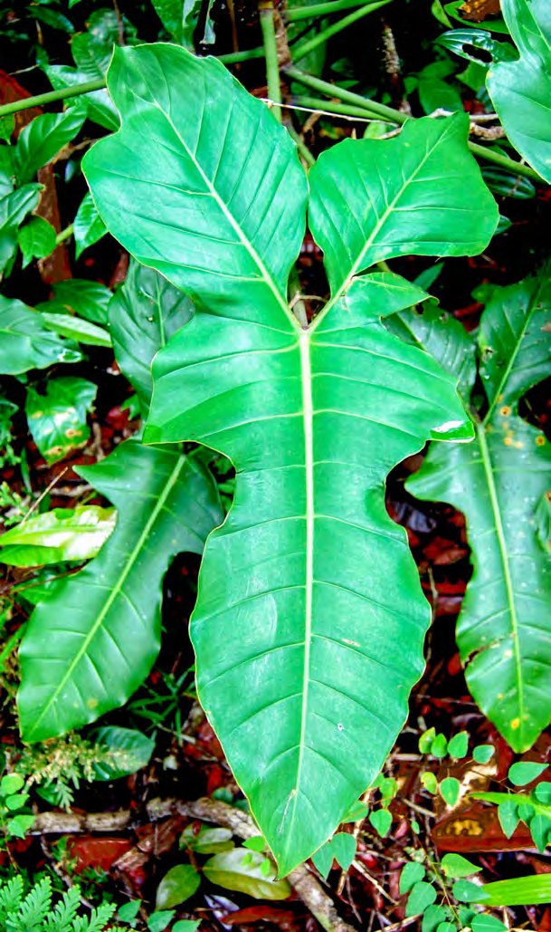 A large green aroid leaf with a narrow waist and two spreading
              upper lobes, photographed growing in forest undergrowth among
              leaf litter and other plants