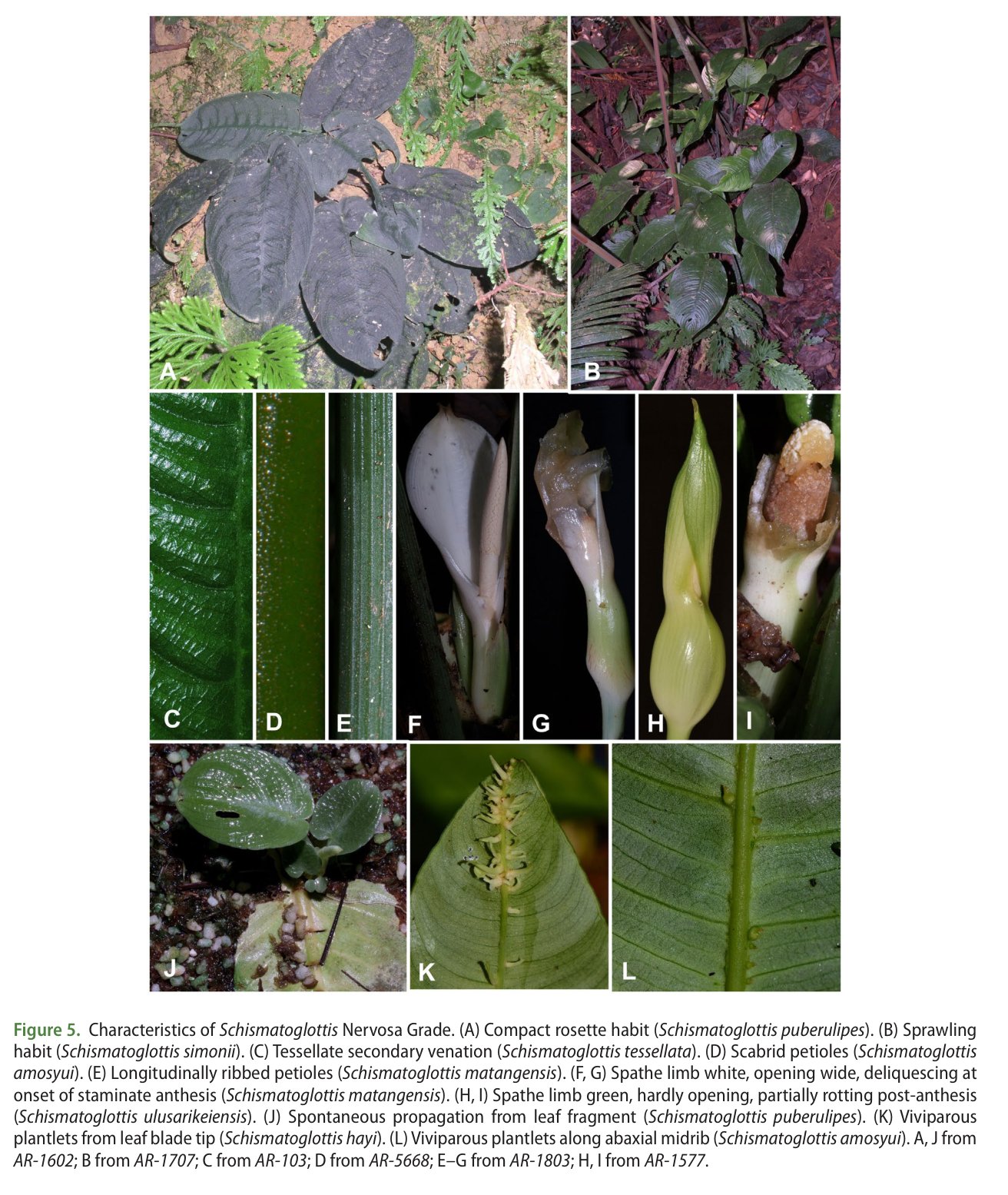 A twelve-panel plate. Two habitat photographs of dark quilted
              leaves on forest floor; three close details of leaf and petiole
              surface showing net-like venation, a granular petiole and a ribbed
              petiole; four views of pale spathes; and three panels showing
              small plantlets growing on a leaf, one at the leaf tip and one in
              a row along the underside of the midrib