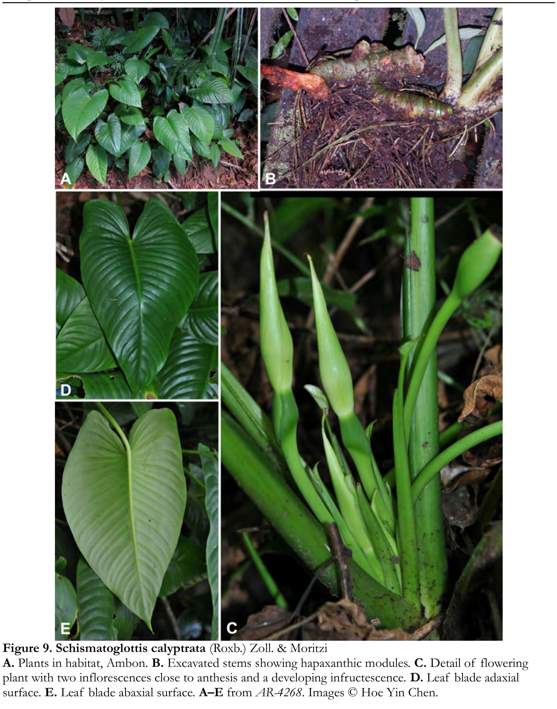 A five-panel plate. Top left, a colony of glossy heart-shaped
              leaves on a forest floor. Top right, a stem dug out of the ground
              and laid on the leaf litter, showing several short thick segments
              joined end to end, each marked where a leaf once stood. Below, a
              flowering plant with two pale spathes among green petiole bases,
              and two views of a leaf blade