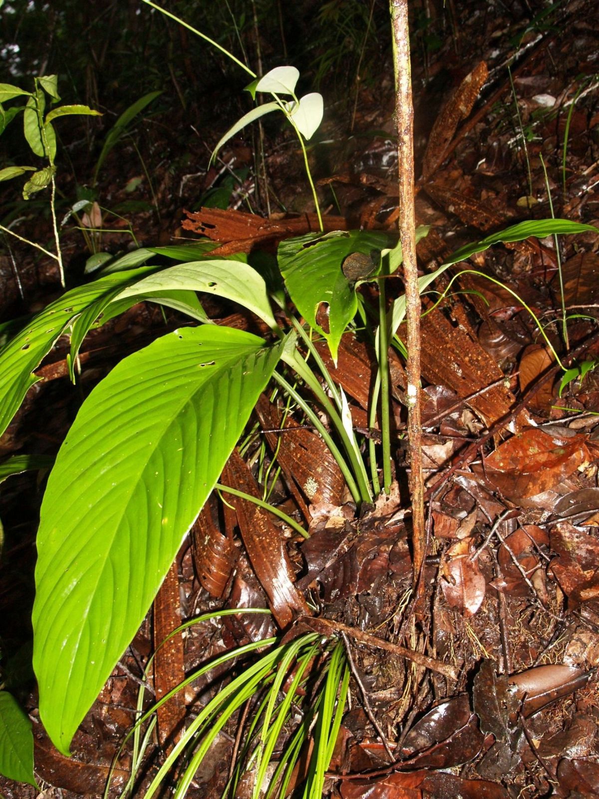 Two Schismatoglottis wallichii inflorescences with open white spathe limbs on green stalks, above a forest floor of brown leaf litter